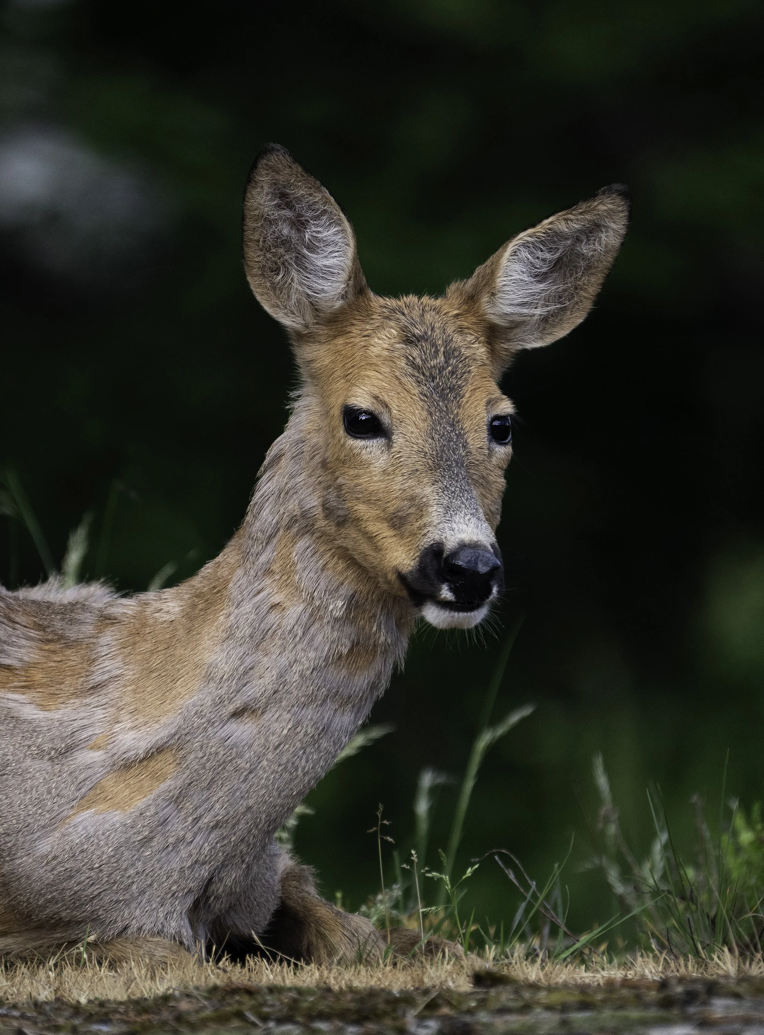 Young deer sitting on grass with green foliage in background.