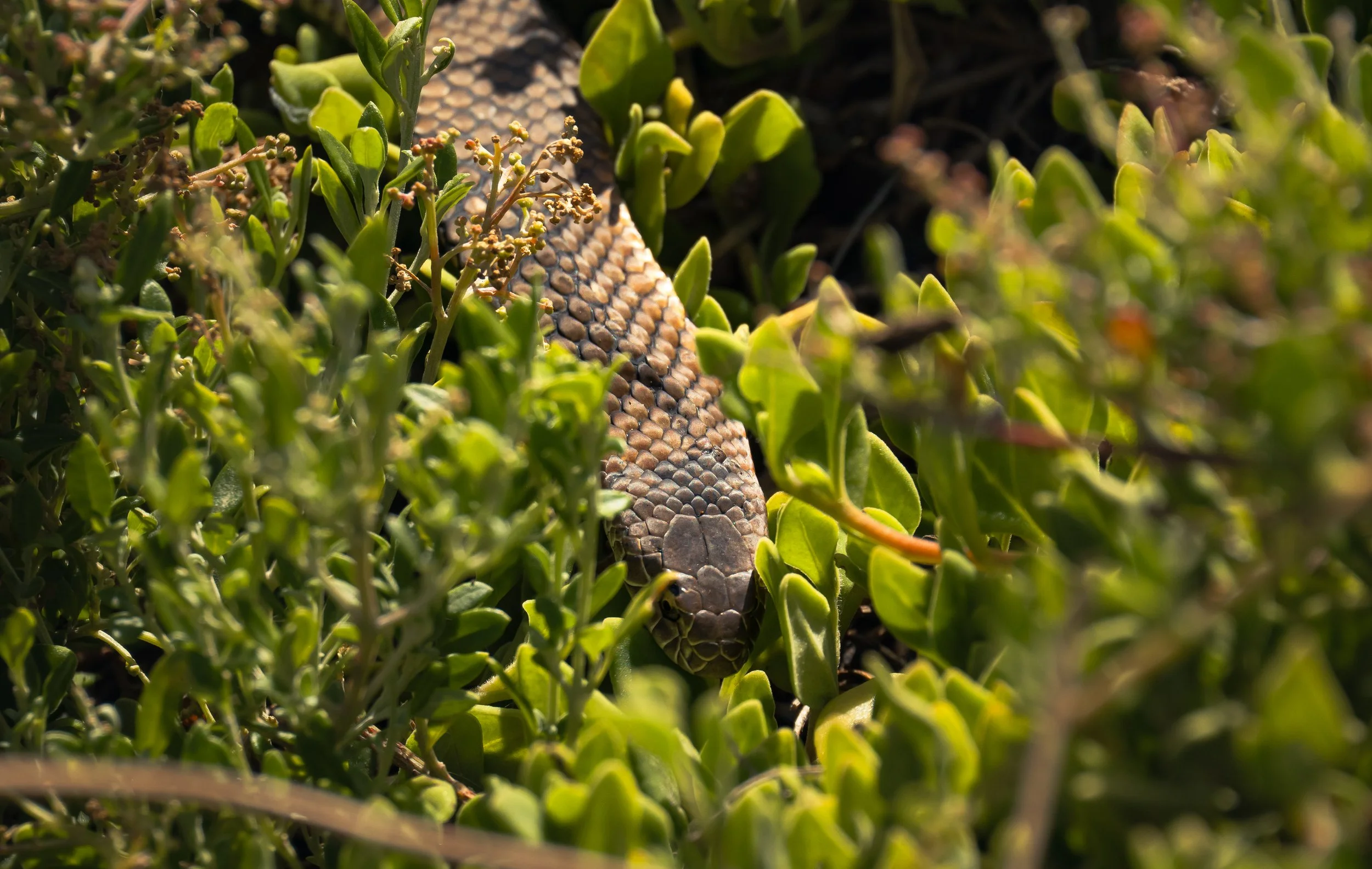 Close-up of a snake blending with green foliage on the ground.