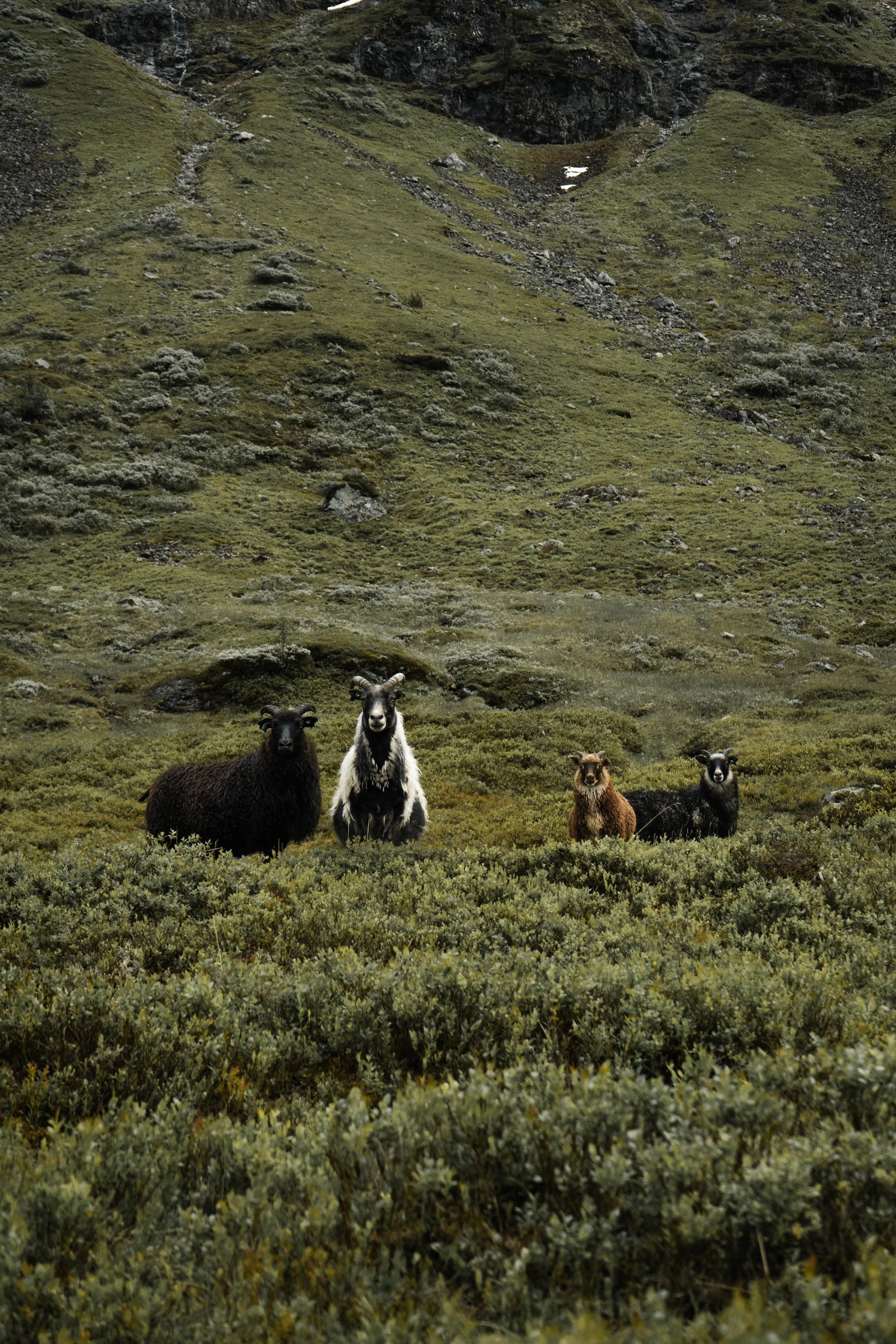 Group of three goats standing on grassy terrain with hillside and rocks in background.