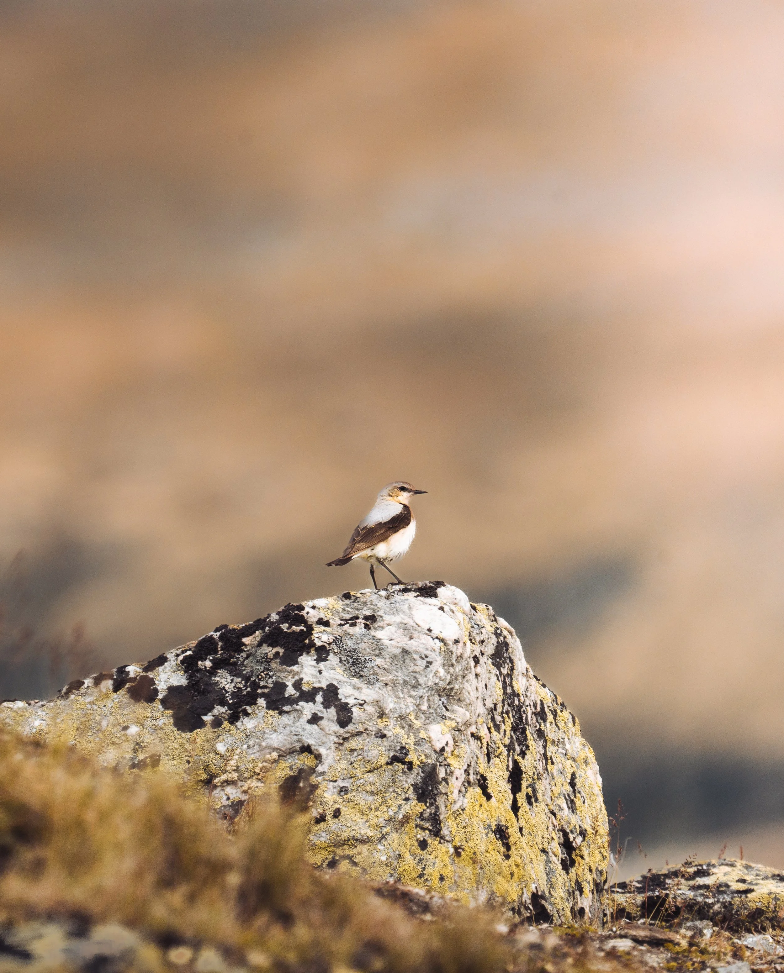 A small bird perched on a rocky surface with blurred vegetation in the foreground and a muted earthy background.