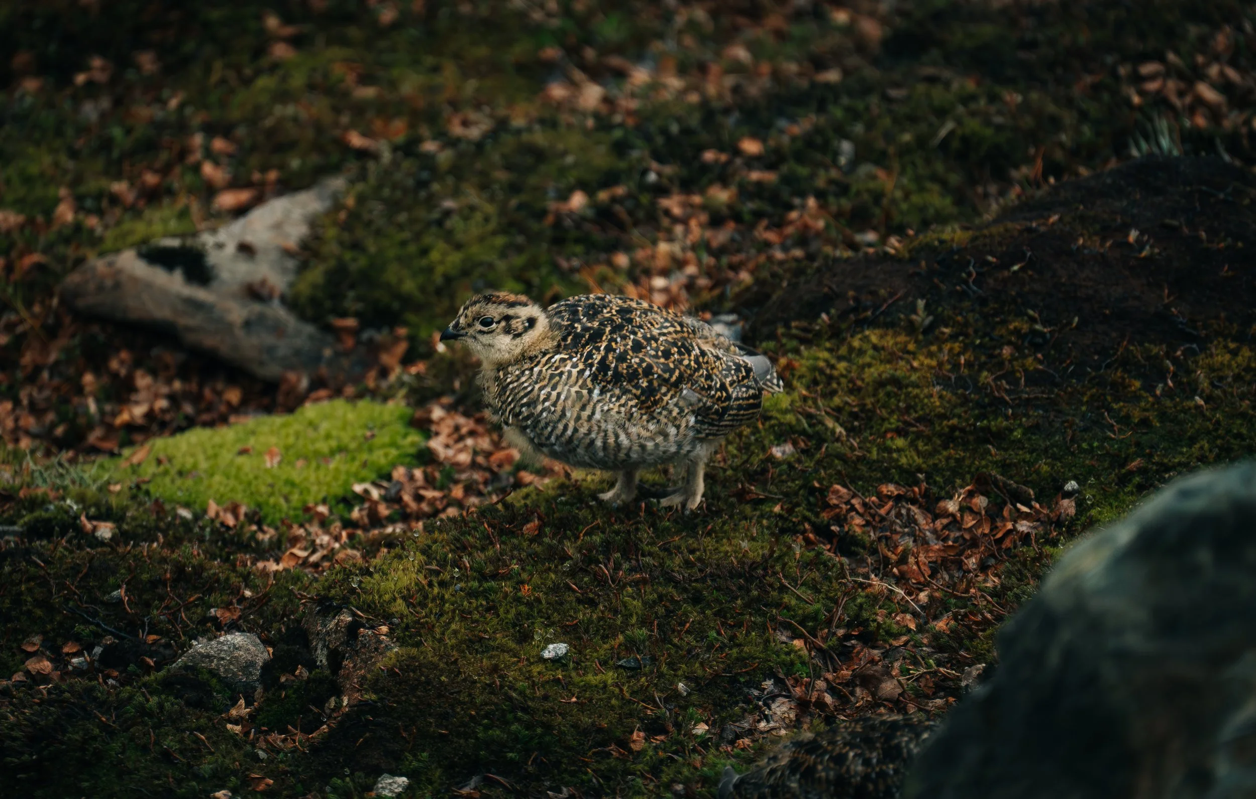 A bird with camouflage plumage standing on a ground covered in moss, leaves, and small rocks.