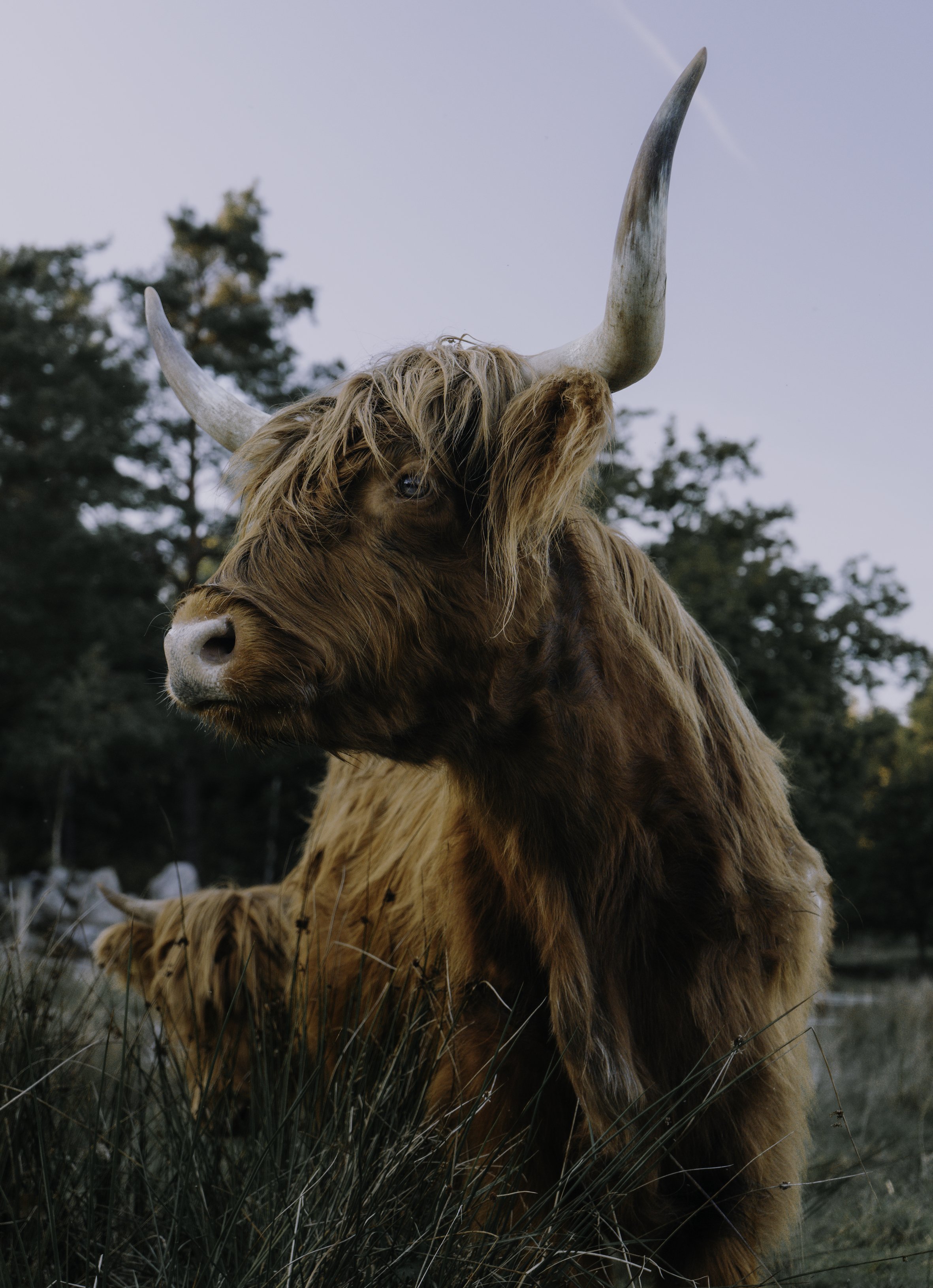 A Highland cow with long, shaggy reddish-brown hair and large curved horns, standing in a grassy field with trees in the background under a blue sky.