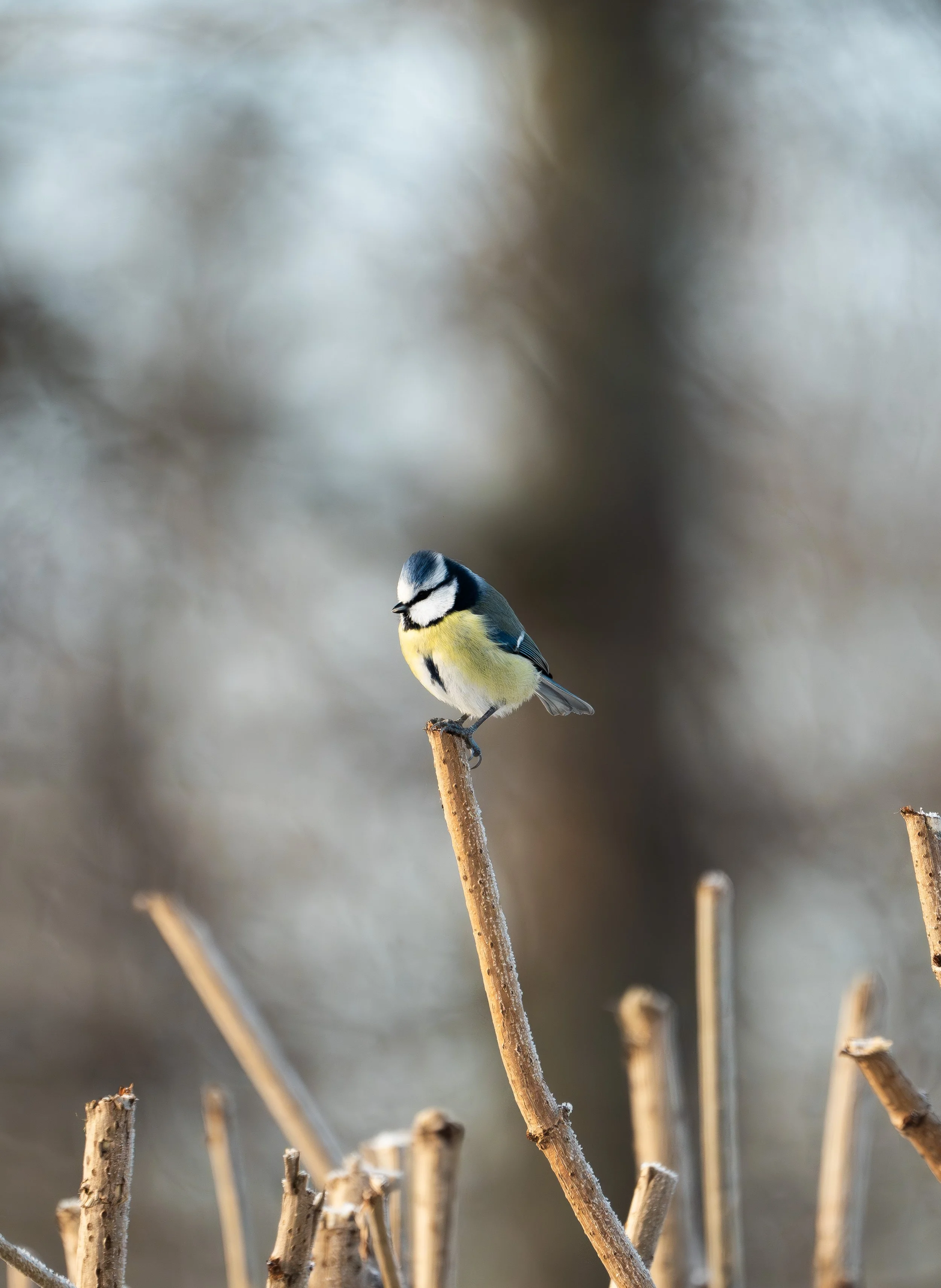 A small bird, likely a blue tit, perched on a thin, brown branch, with other similar branches in the foreground, and a blurred background of leafless trees and cloudy sky.