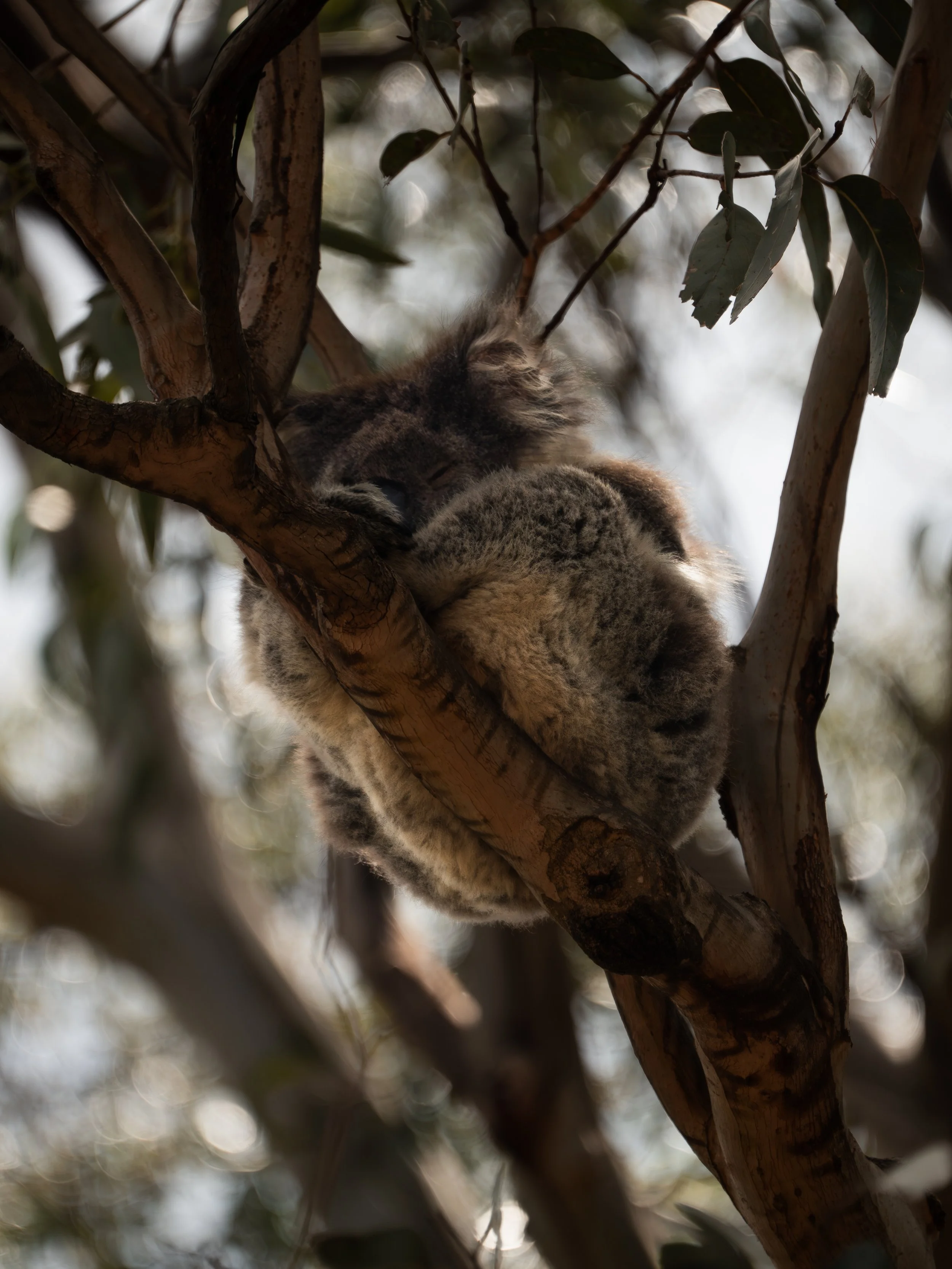 A baby koala sleeping in a tree among branches and leaves.