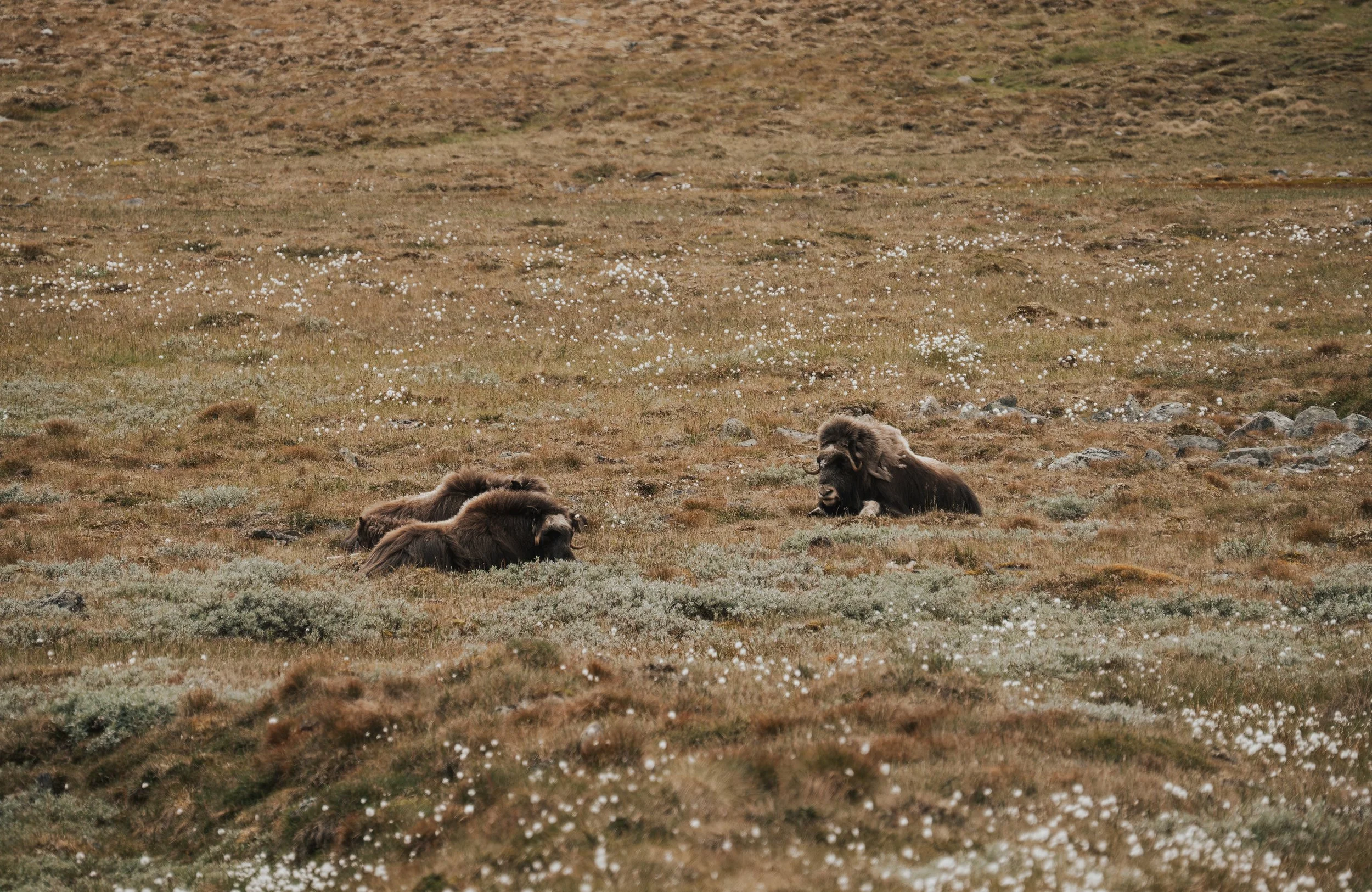 Four musk oxen resting on a grassy plain with patches of white flowers and rocks.