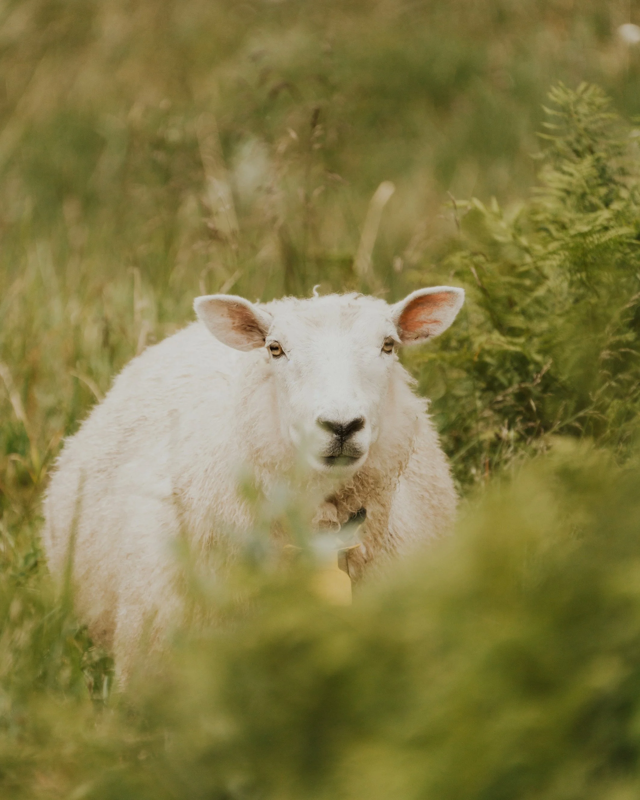 Close-up of a white sheep with curly fleece and pink ears, standing in a grassy field with blurred greenery in the background.