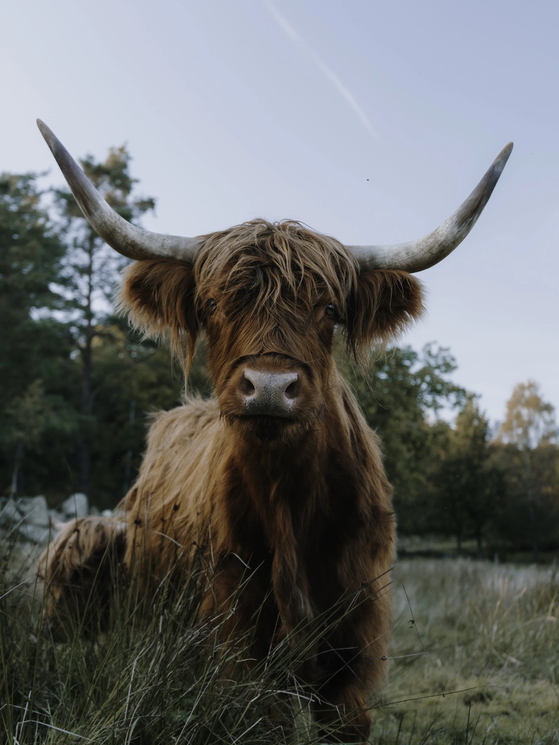 Close-up of a Highland cow with long horns and reddish-brown fur in a grassy field, with trees and a clear sky in the background.