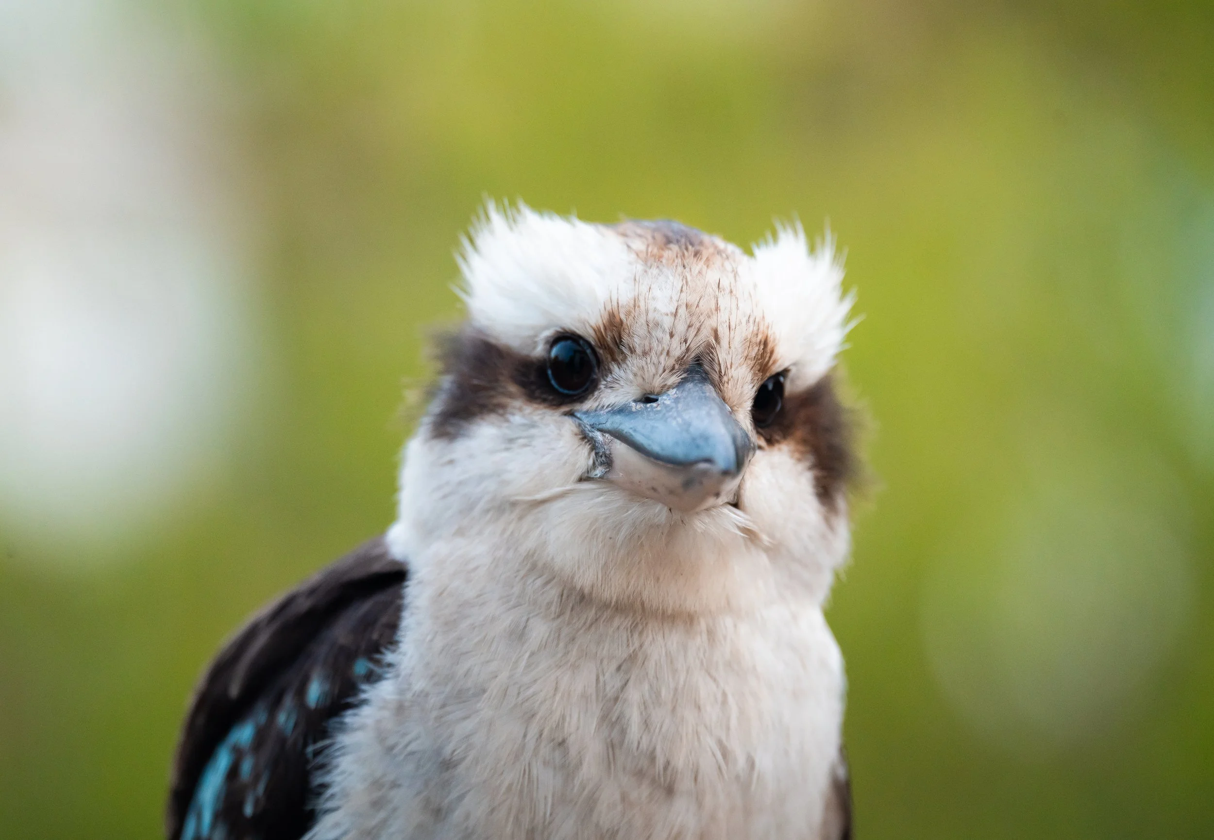 Close-up of a kookaburra with a sharp beak and large dark eyes, set against a blurred green background.