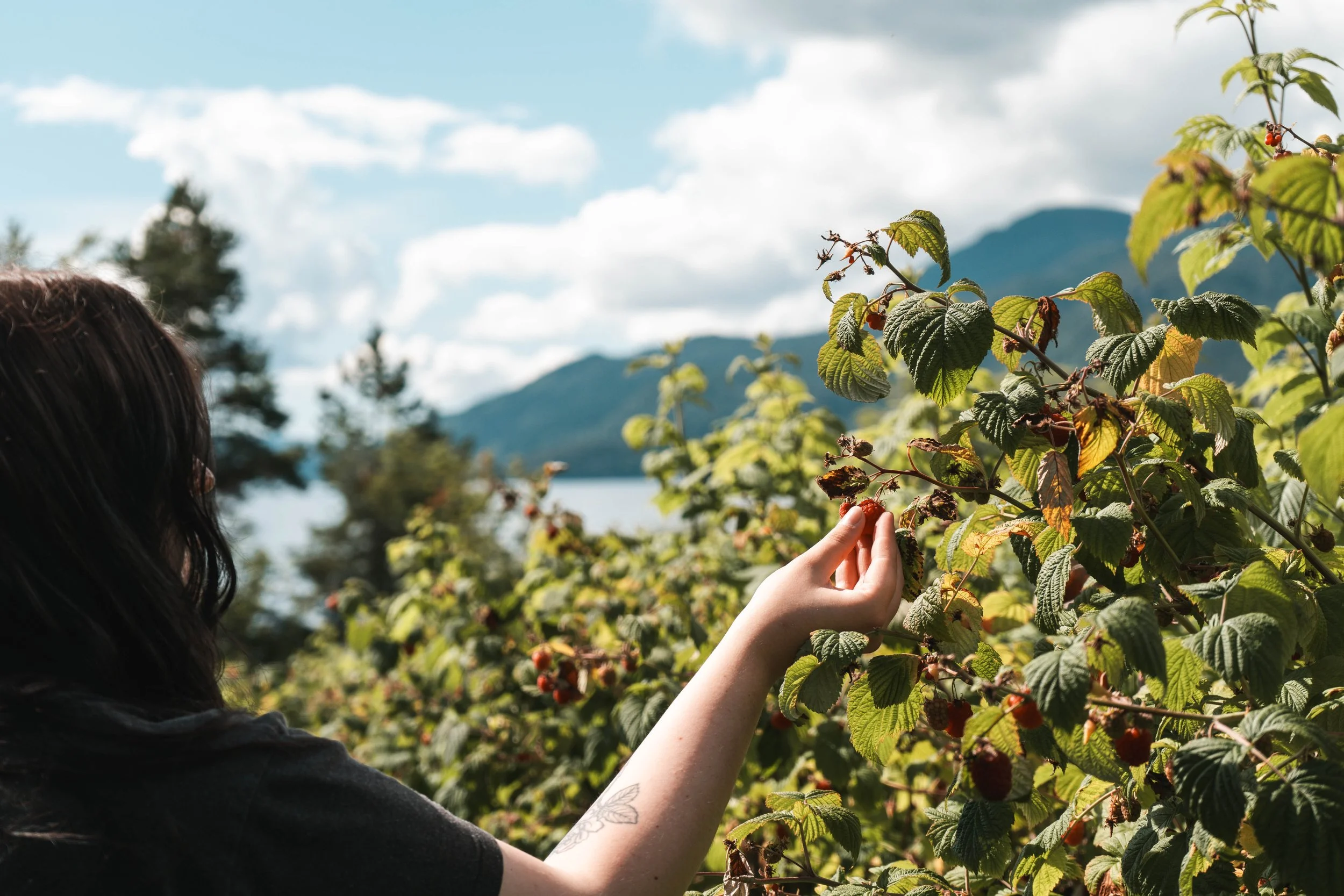 A person with dark hair is picking ripe red berries from a bush in an outdoor setting with mountains and cloudy sky in the background.