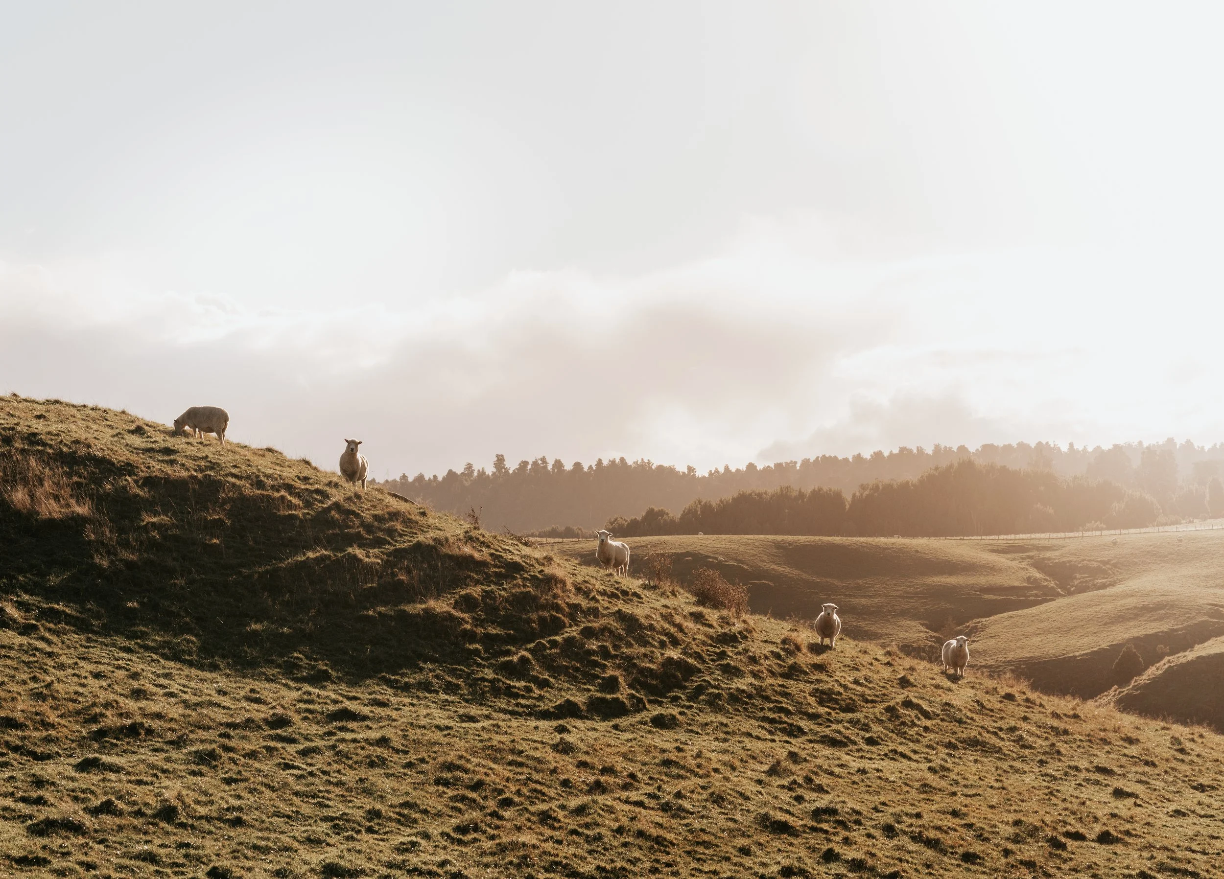Grazing sheep on a grassy hillside with trees and a cloudy sky in the background during sunset.