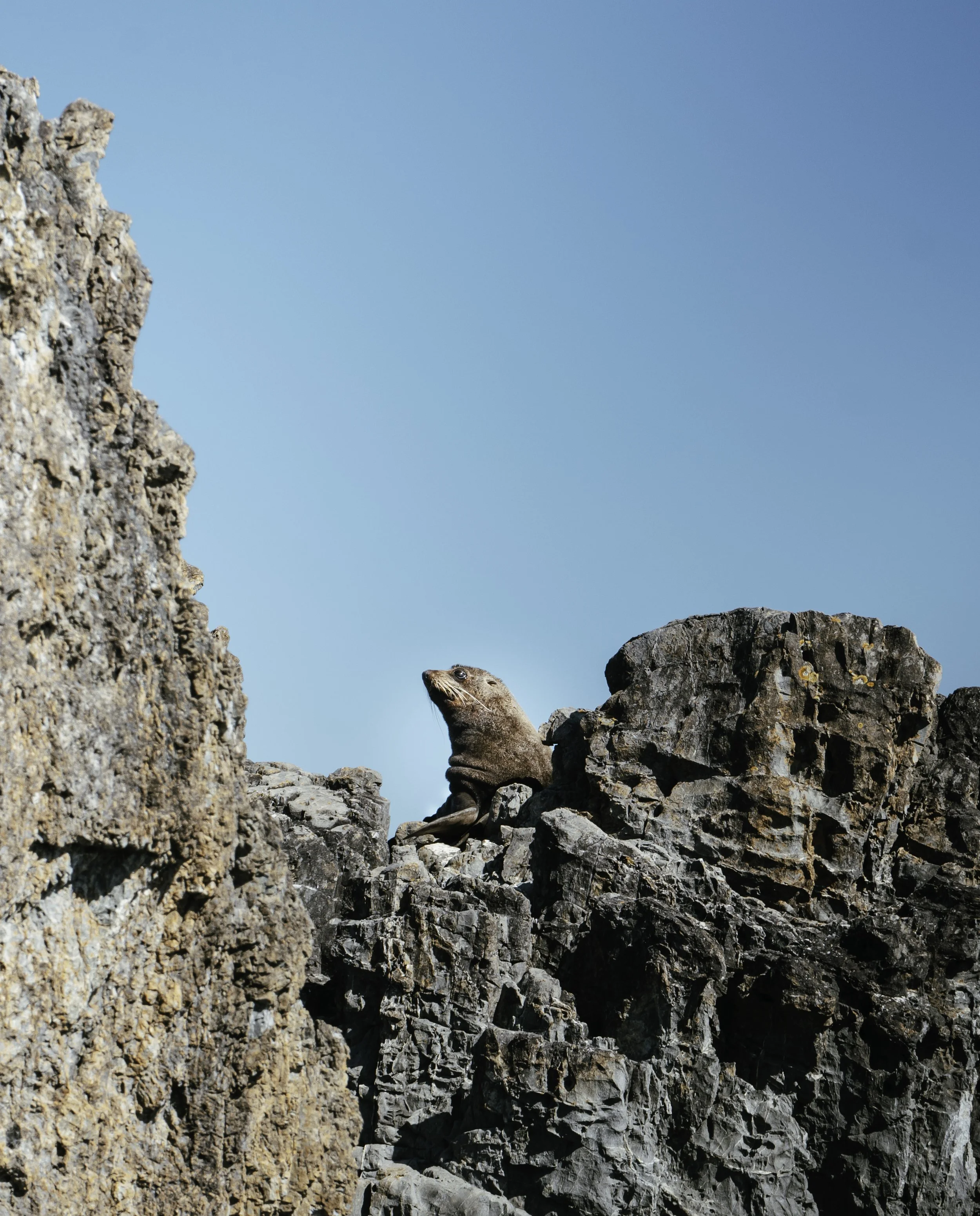 A rocky mountain landscape with a lizard perched on rocks, upward view of blue sky.