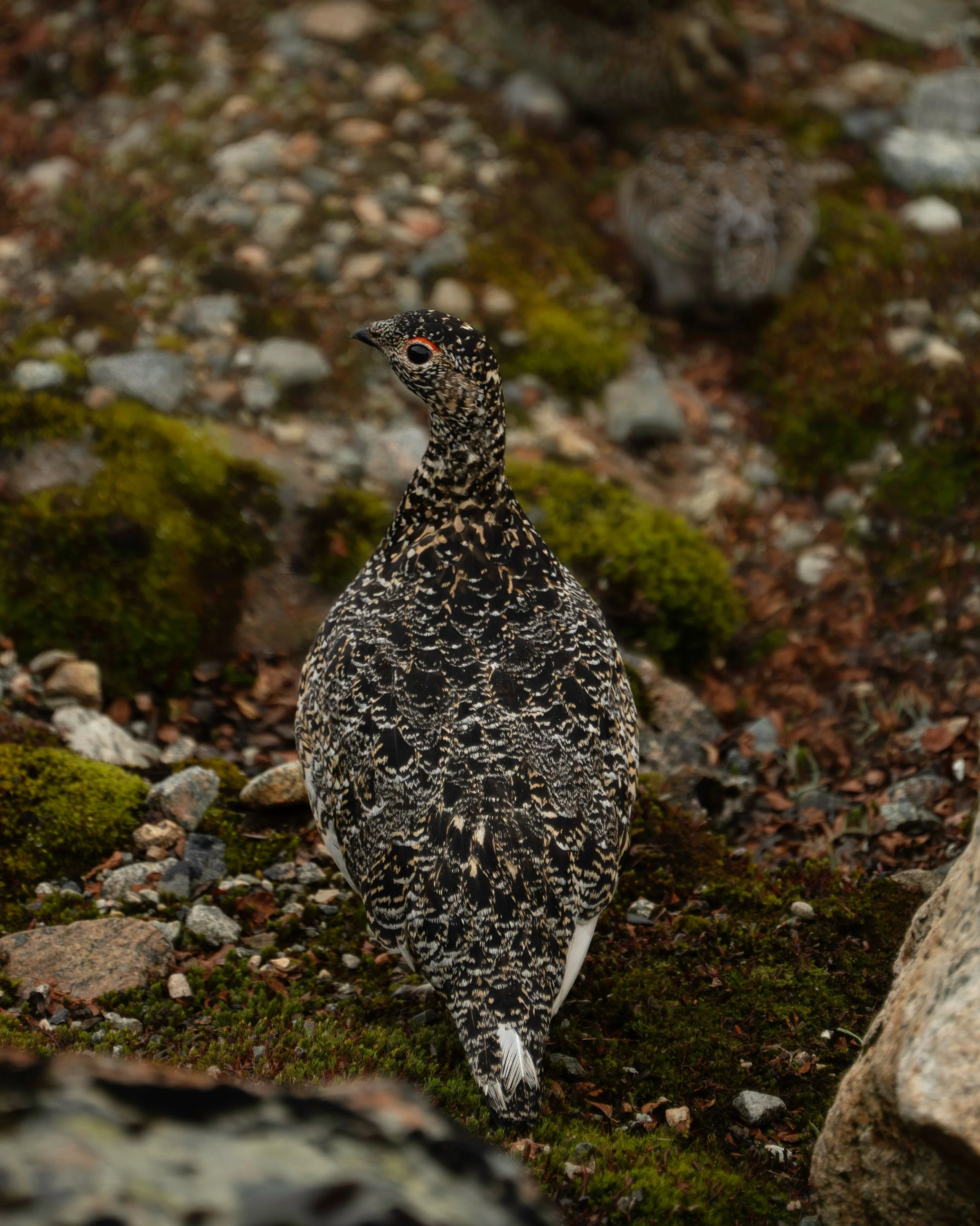 A speckled grouse standing on a mossy and rocky forest floor.