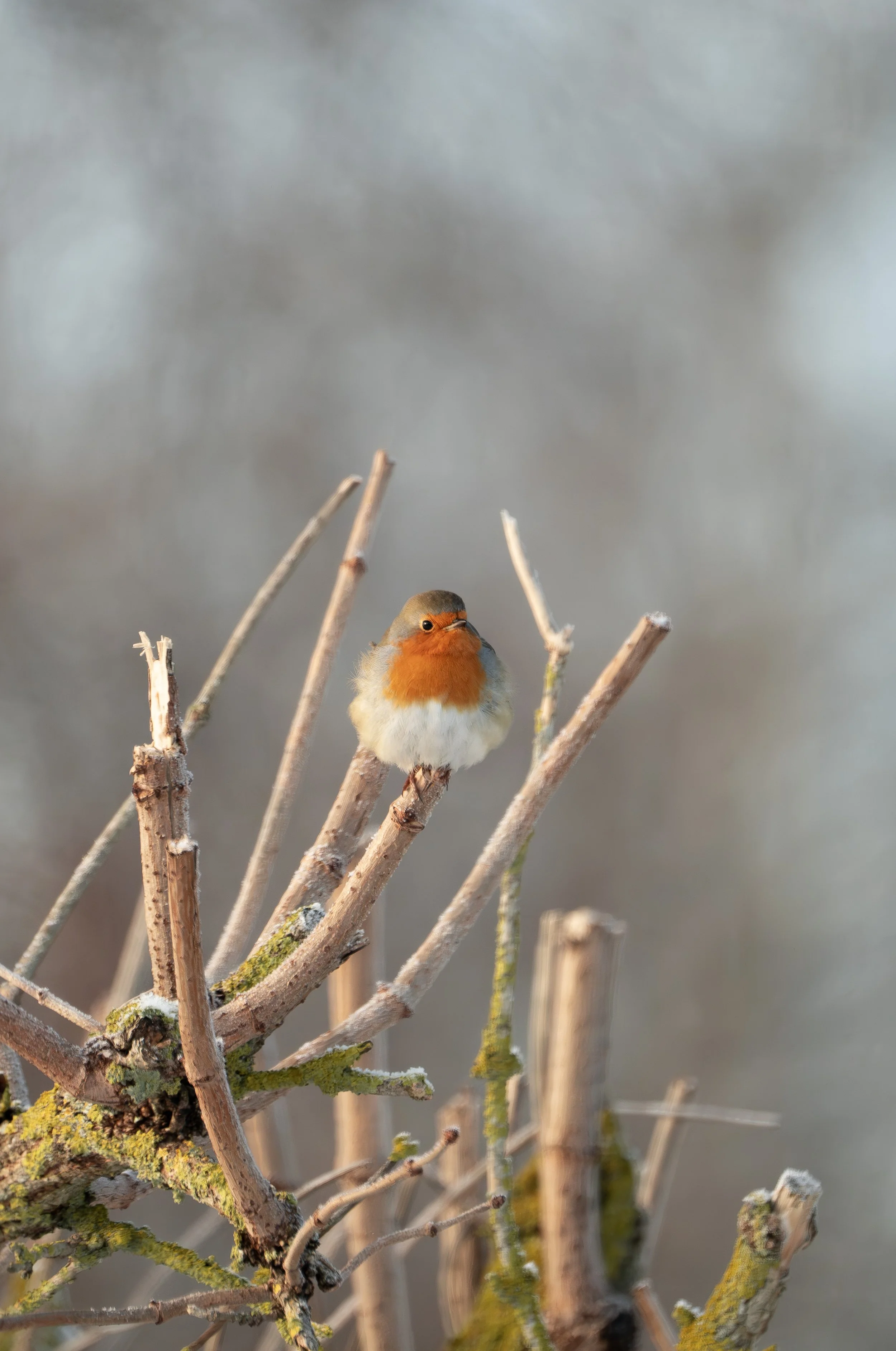 A small bird with an orange face and chest, grey wings, and a white underside perched on thin, pale branches with moss and lichen, against a blurred grey background.