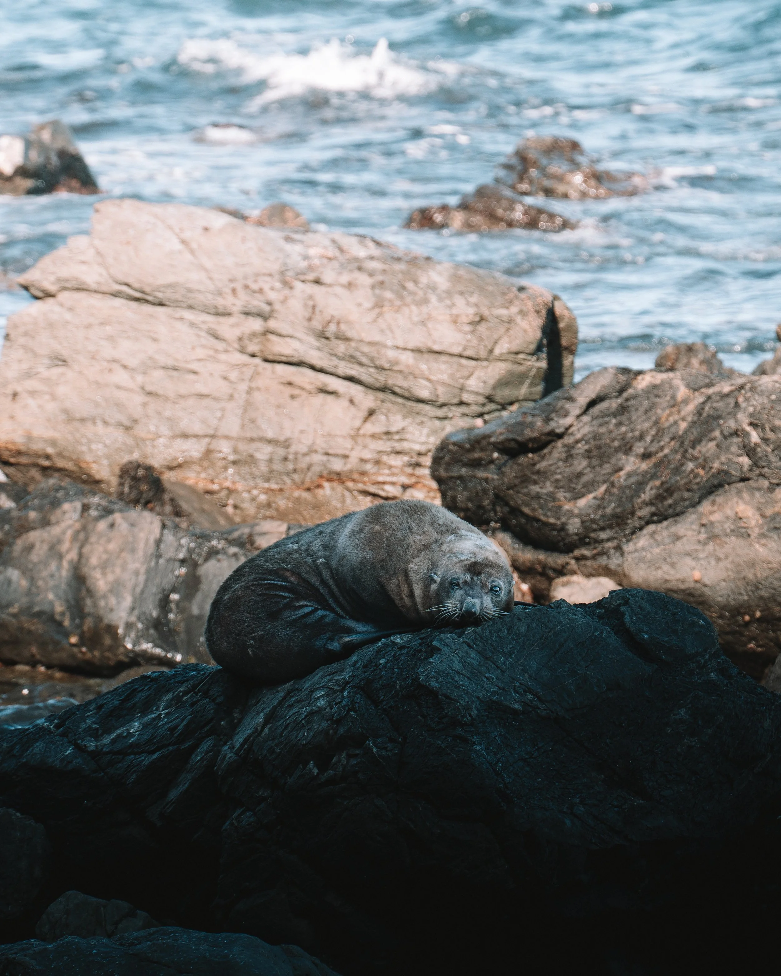 A young sea otter resting on a dark rock near the ocean, with the water and other rocks in the background.