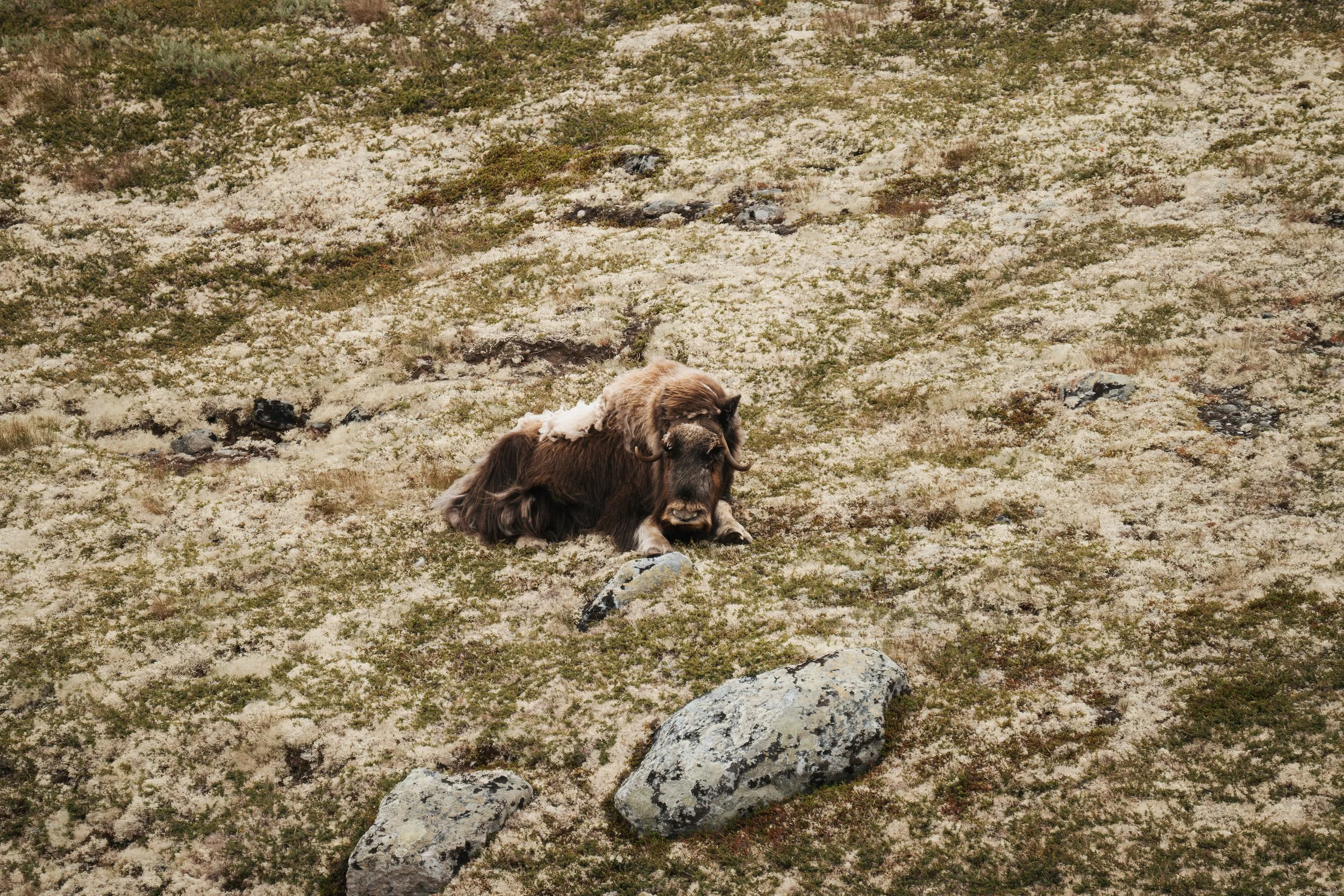 A large brown, long-haired muskox lying on rocky and grassy terrain in a dry, open landscape.