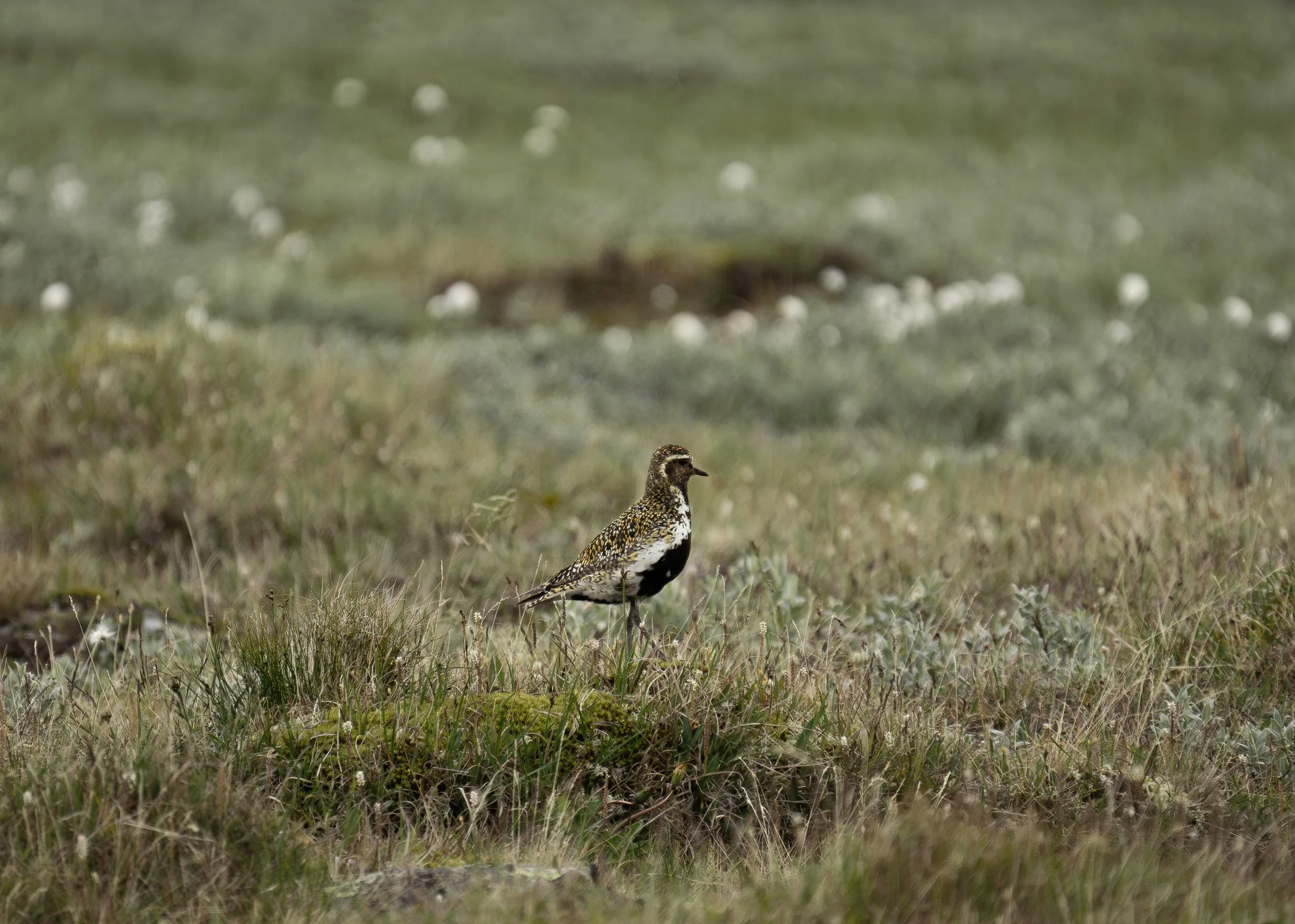A small bird with black, white, and brown speckled plumage standing on grassy terrain.