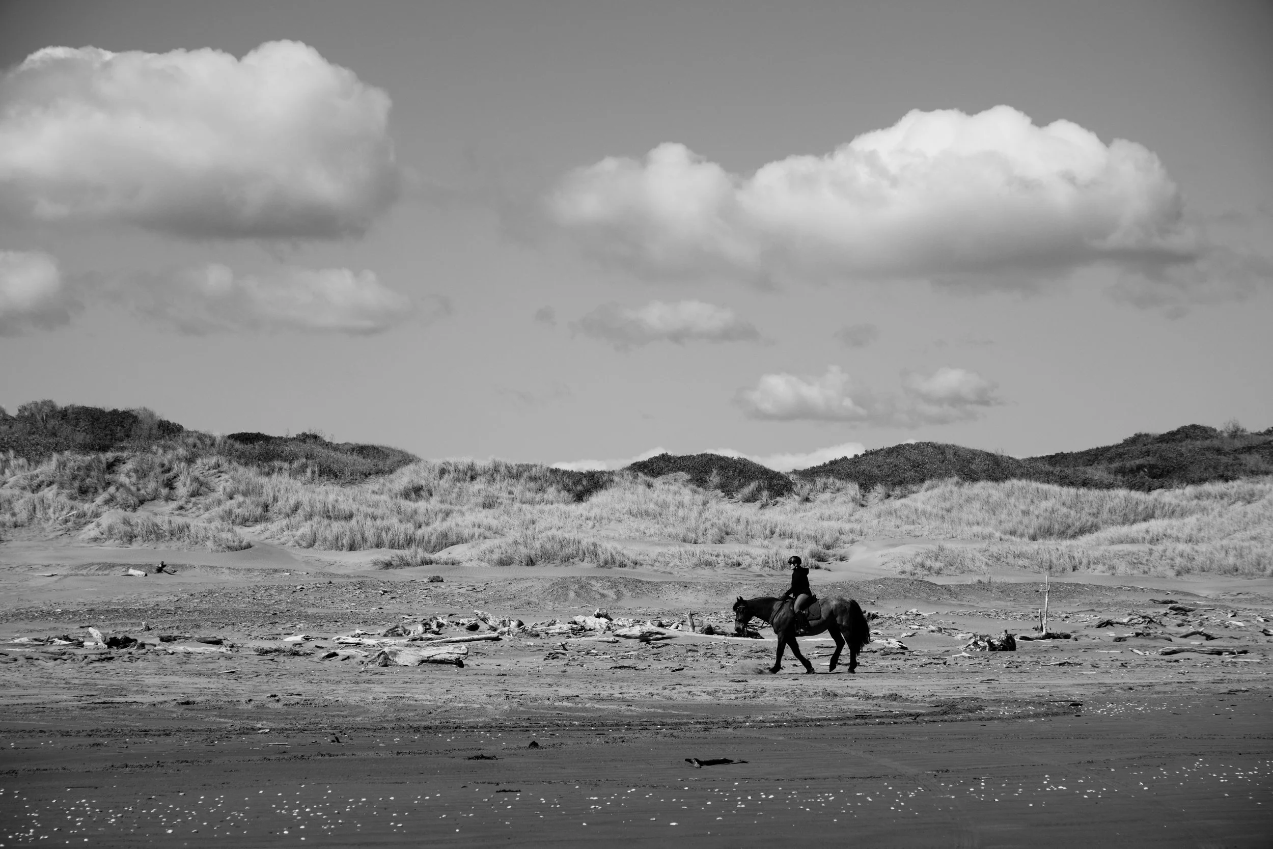 Horse On Himatangi Beach.jpg