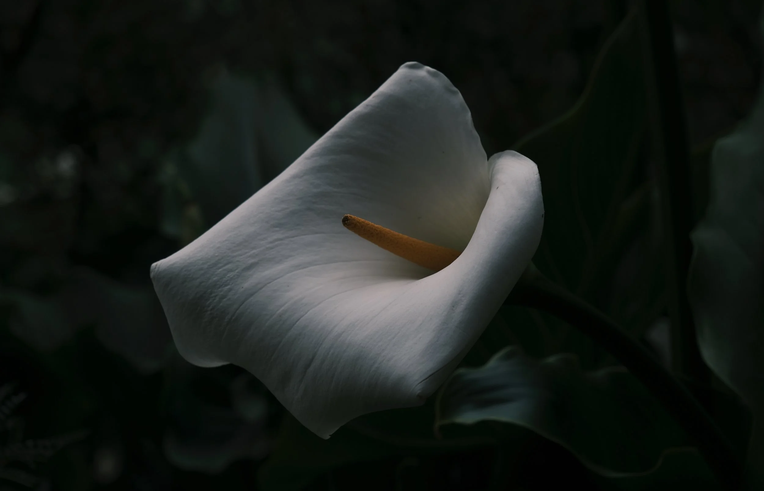 Wairarapa Orchid I Test V1.jpg