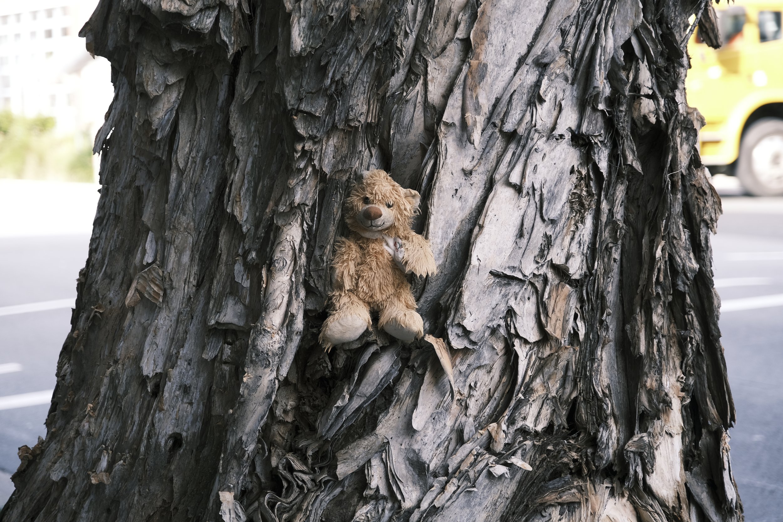 Bear In Tree I.JPG