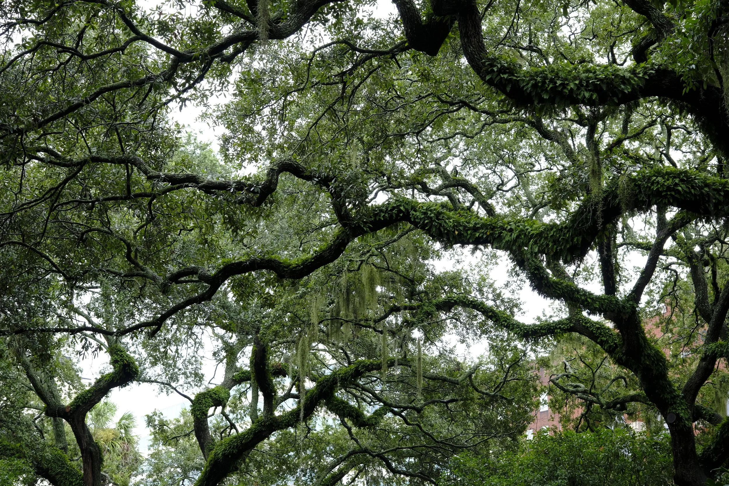 Savanah Trees.JPG