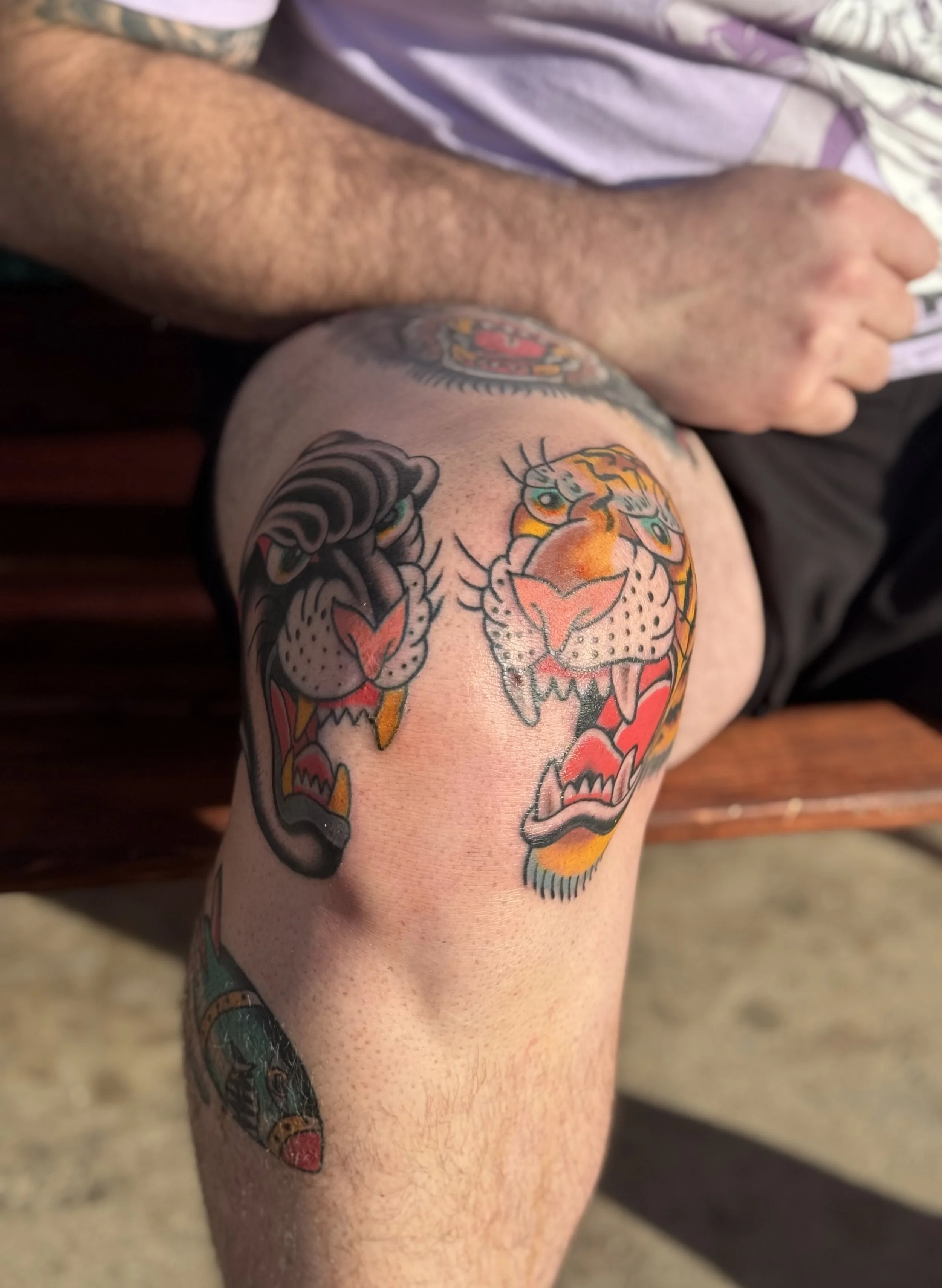 Close-up of a person's arm with colorful traditional-style tiger tattoo.