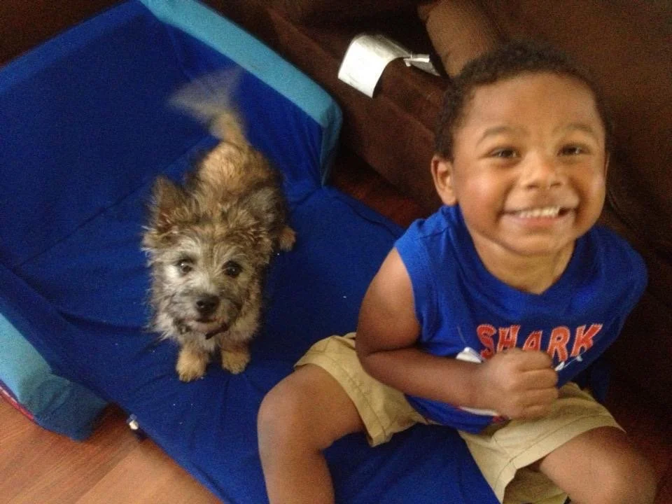 A young boy sitting on a blue cushioned chair next to a small, fluffy puppy with scruffy light brown and black fur.