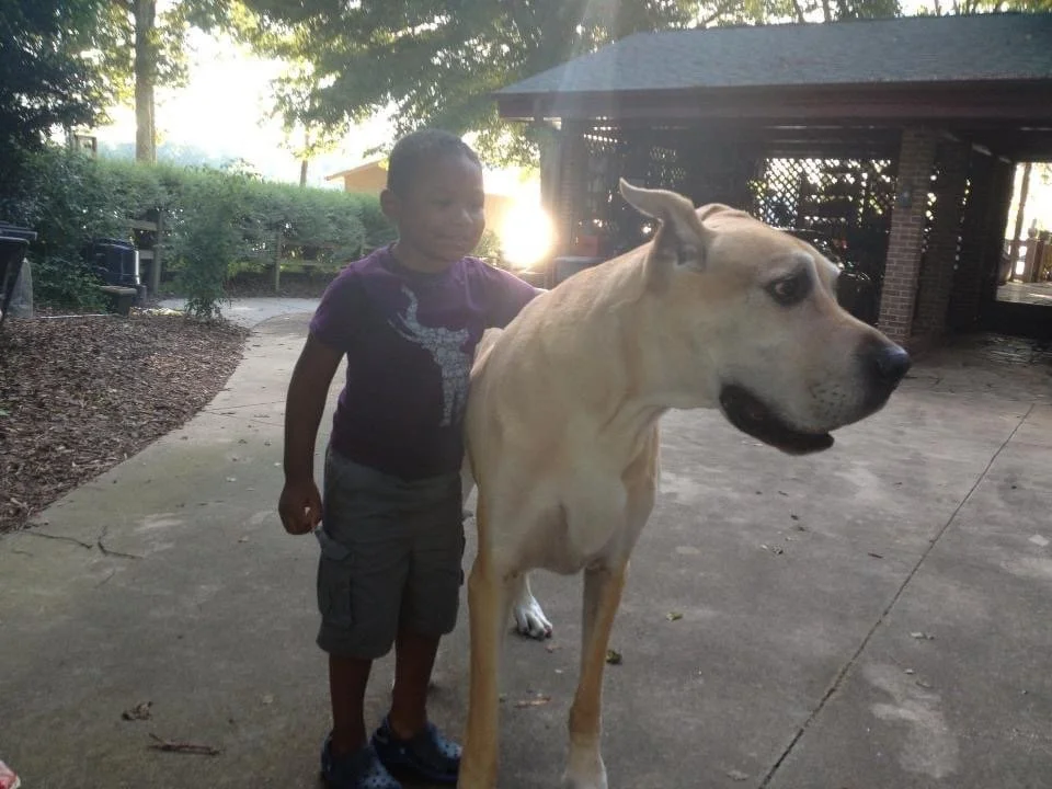 Young boy standing next to a large tan dog outdoors on a concrete patio, with a pavilion and trees in the background.