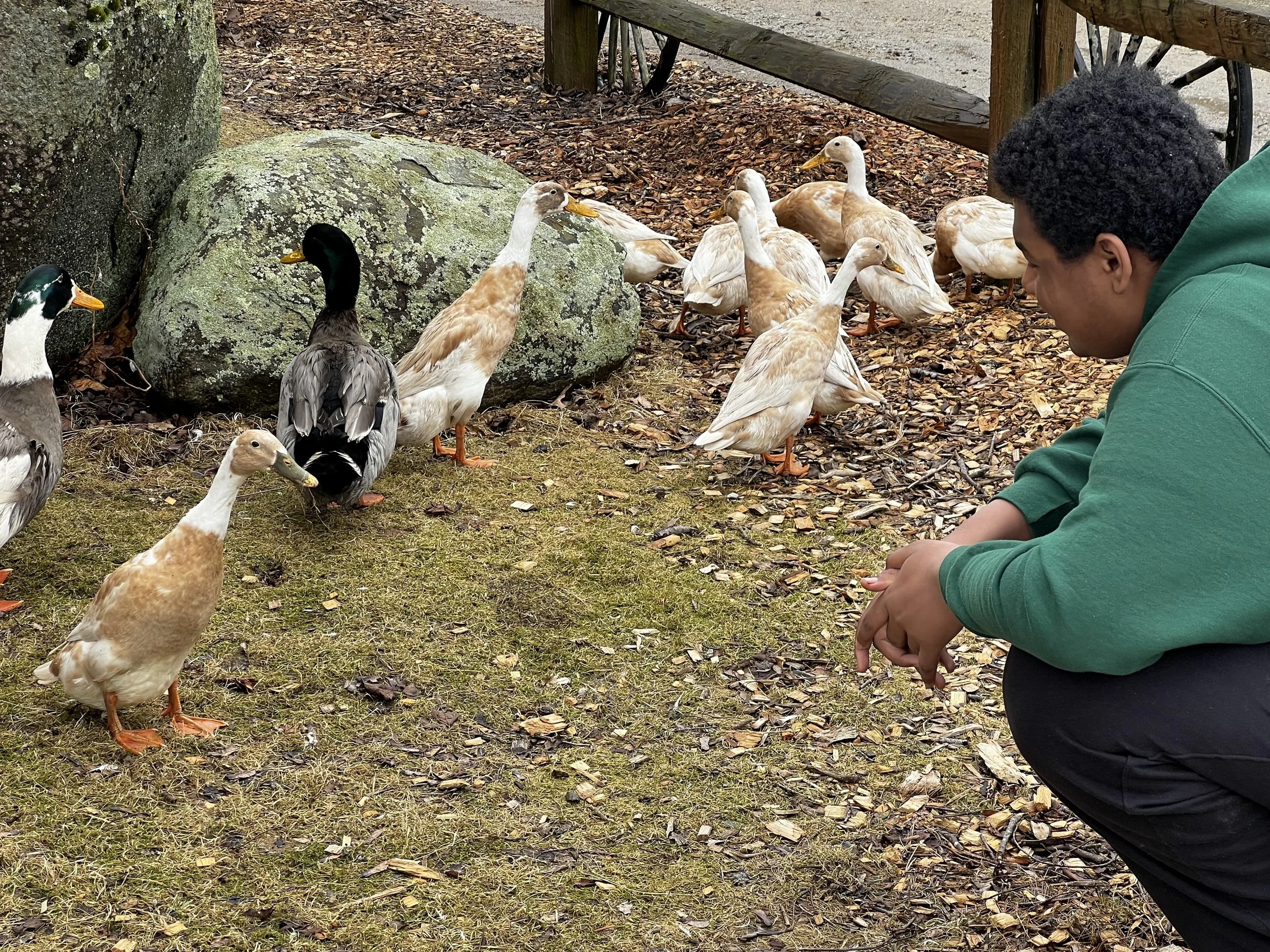 A boy in a green hoodie crouches near a group of ducks, including white and black-feathered ones, on a rough ground with leaf litter and moss, near a large rock and a wooden bench.
