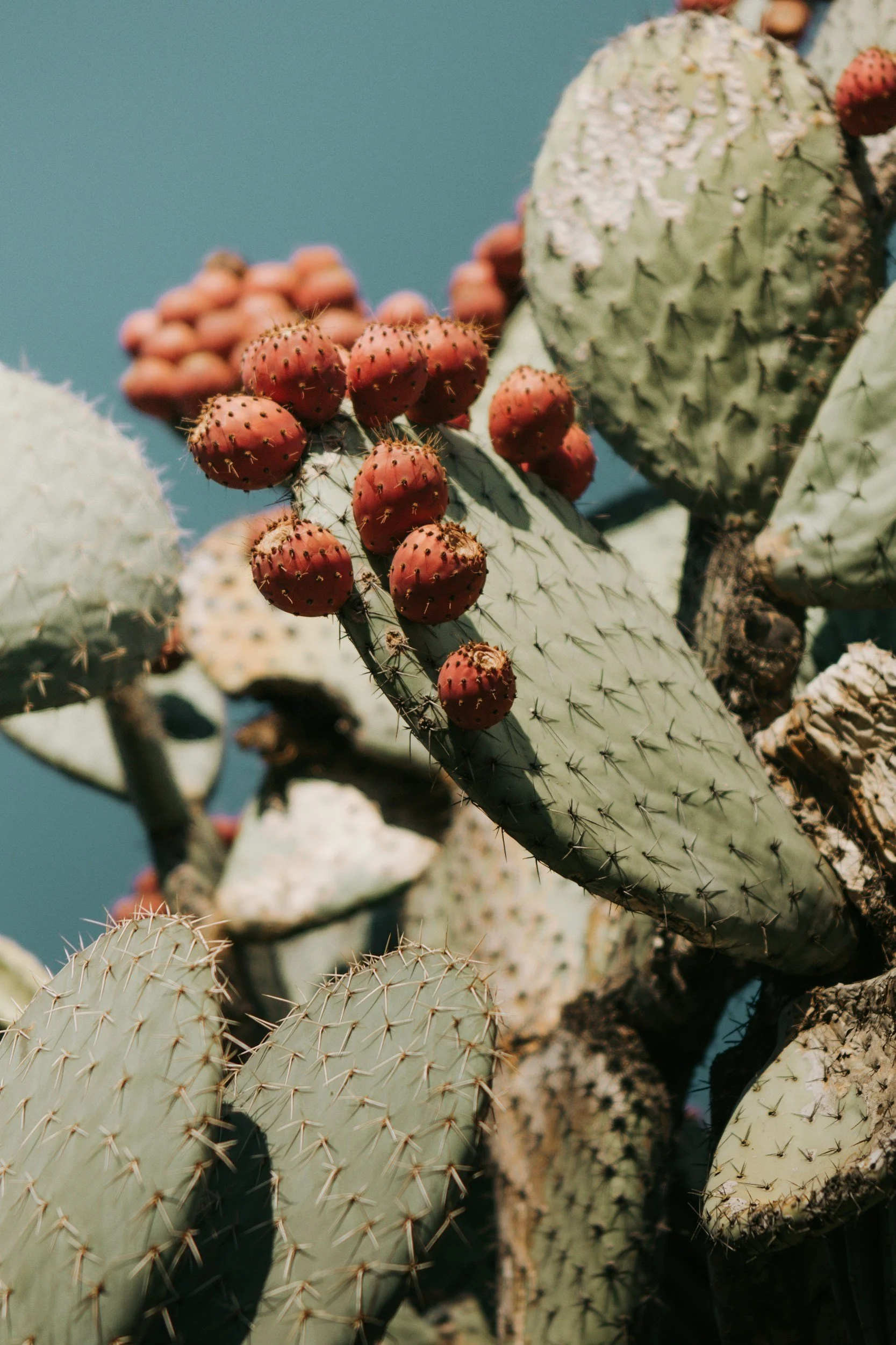 A photo of a cactus with red blooms on a blue background. Light shines on the cactus, illuminating it in a soft daylight.