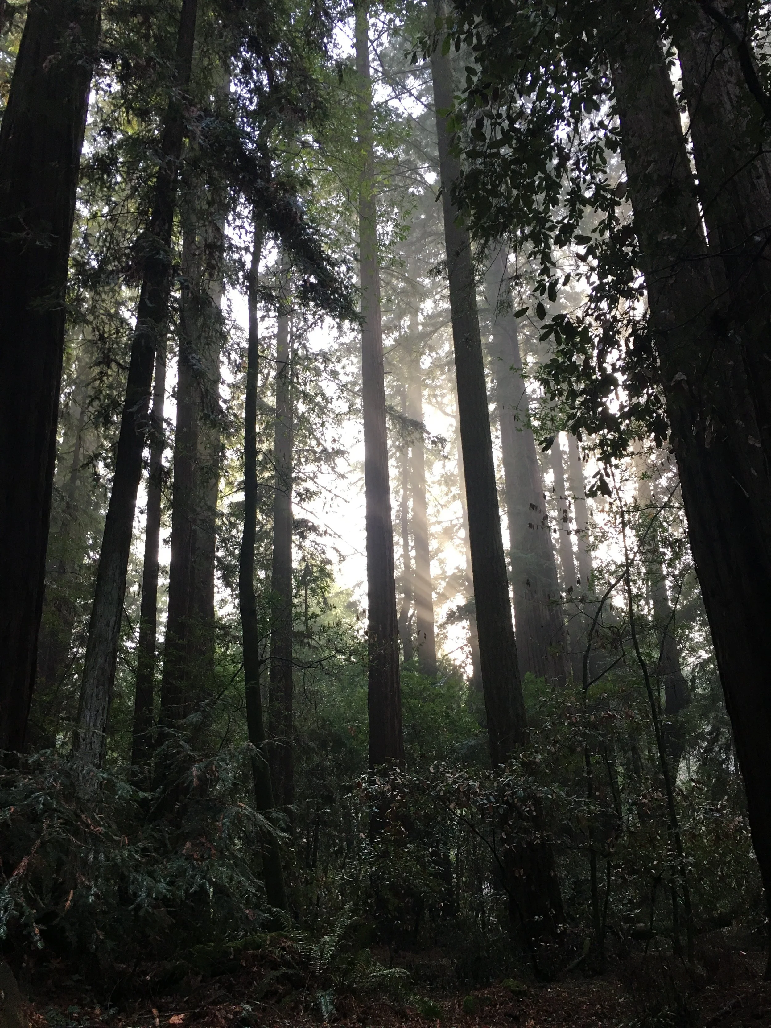 Photo of redwood trees with sunlight filtering through illuminating the trees in a warm glow.