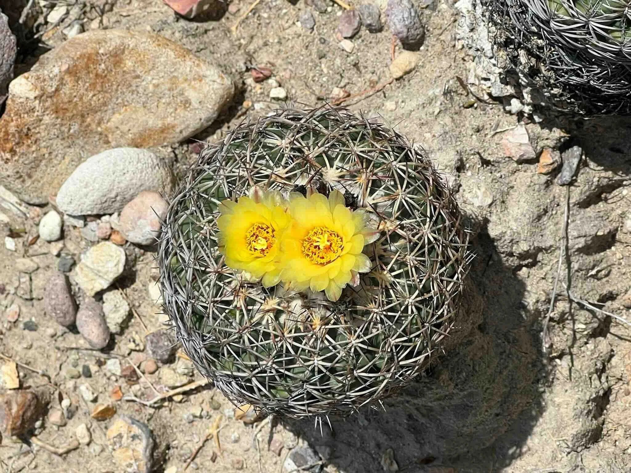 Small cactus with yellow flowers in bloom on desert floor.