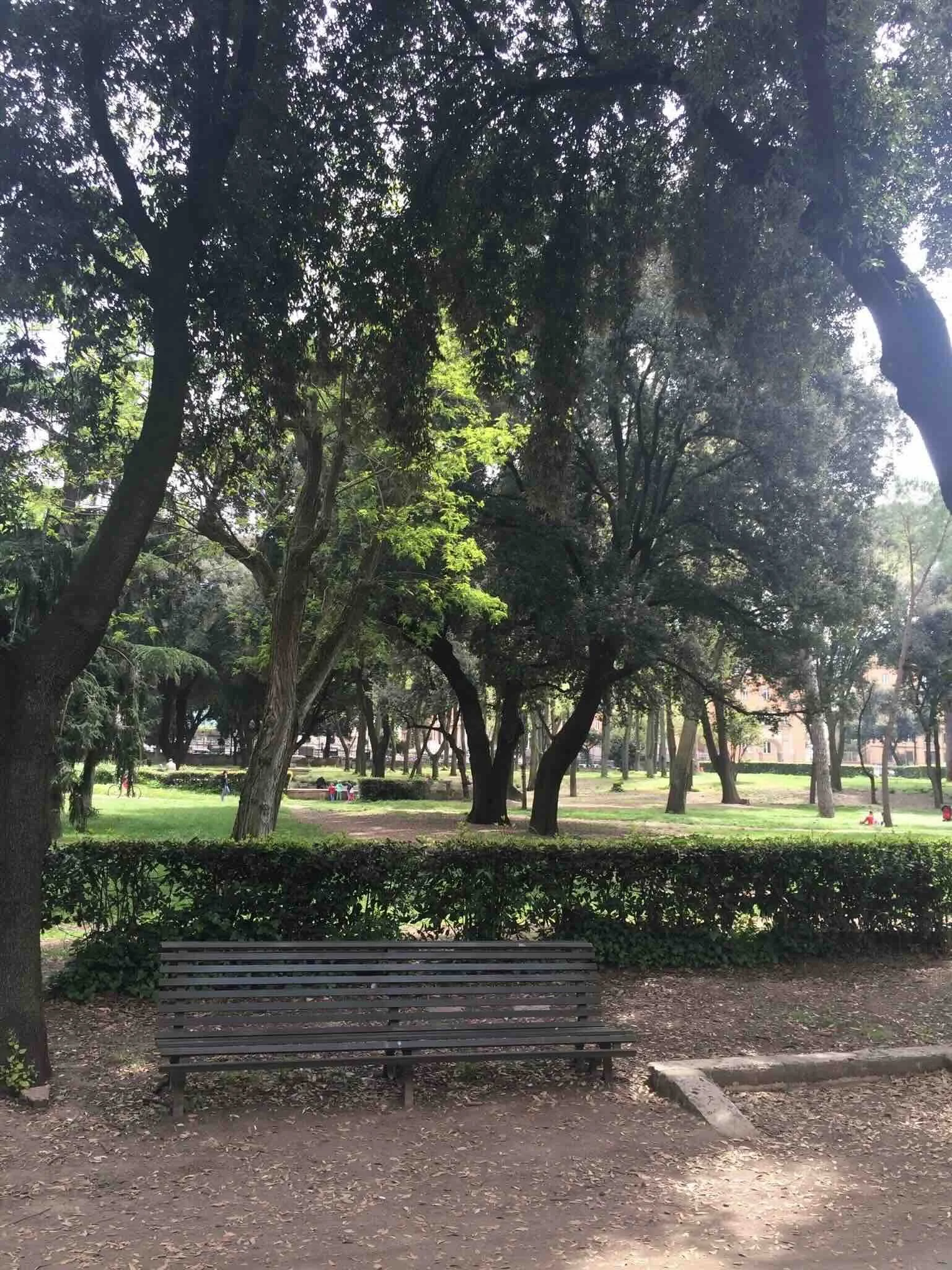 Wooden bench at park with trees. Sunny day.