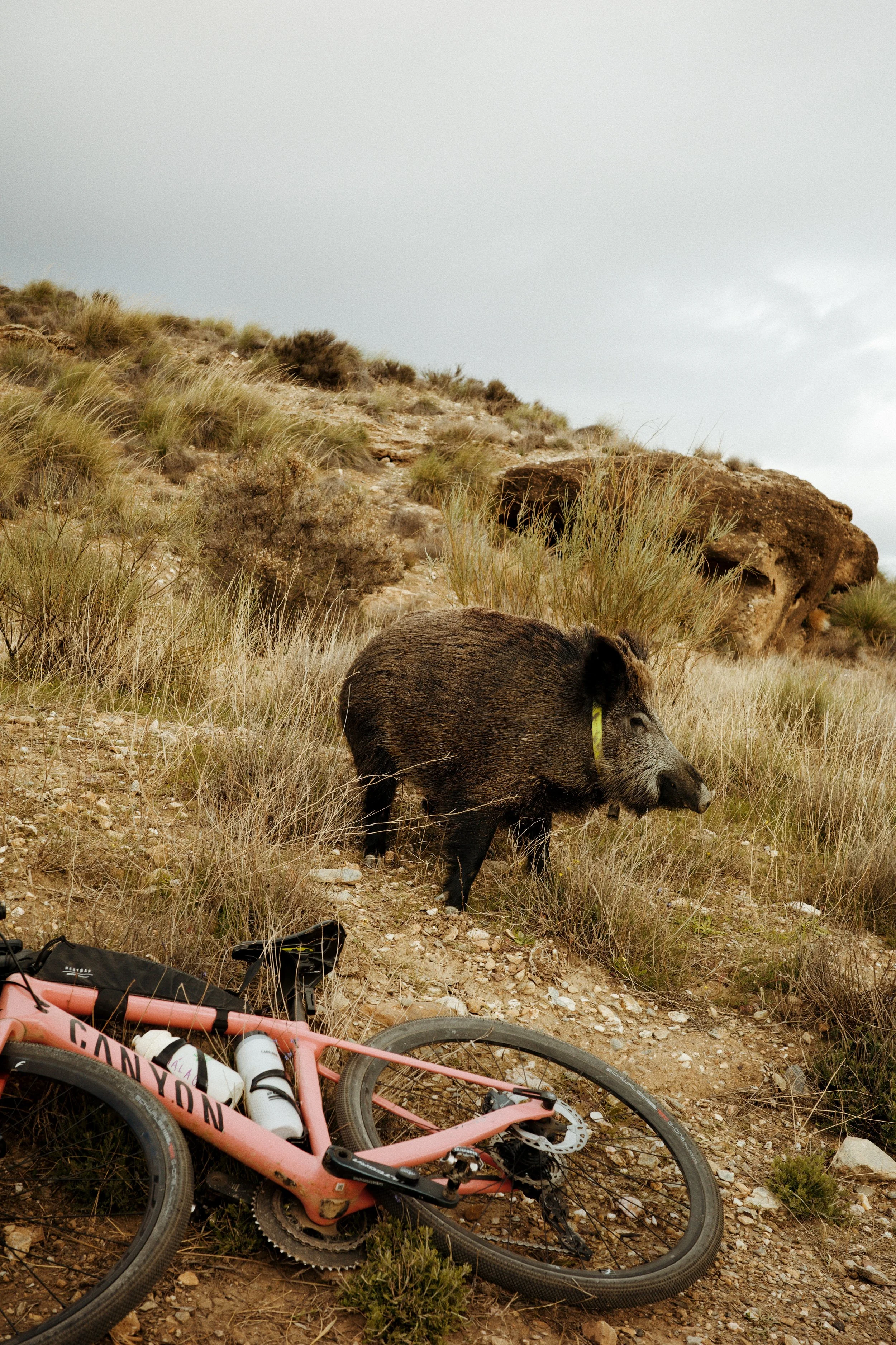 Une animale sauvage, un sanglier, repose dans une zone rocailleuse et herbeuse au pied d'une colline. Un vélo rose avec des bouteilles d'eau et des équipements est visible en premier plan.
