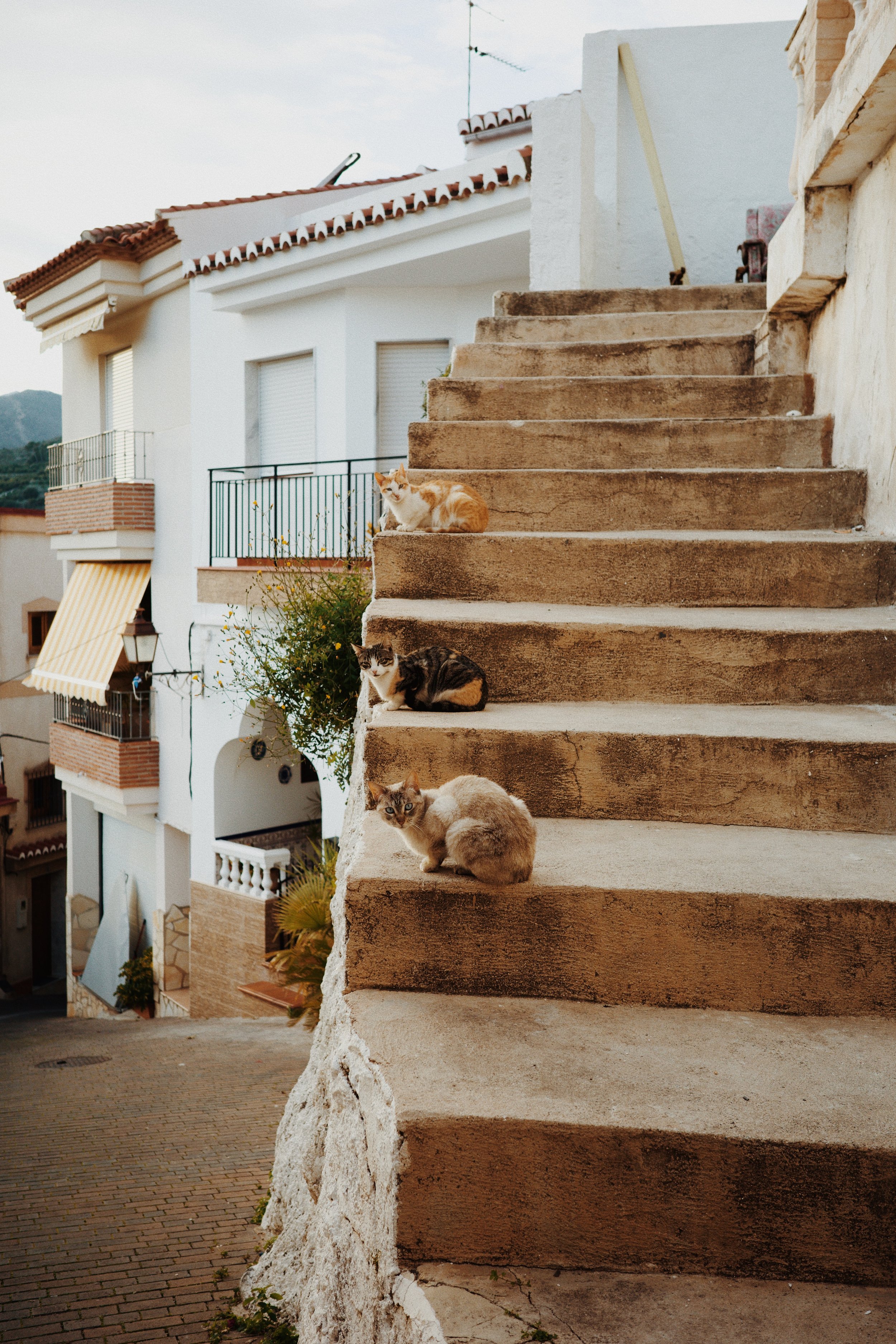 Quatre chats posés sur les marches en pierre d'un escalier extérieur d'une maison. La maison est blanche avec des fenêtres à volets roulants et un balcon avec une rambarde en métal.