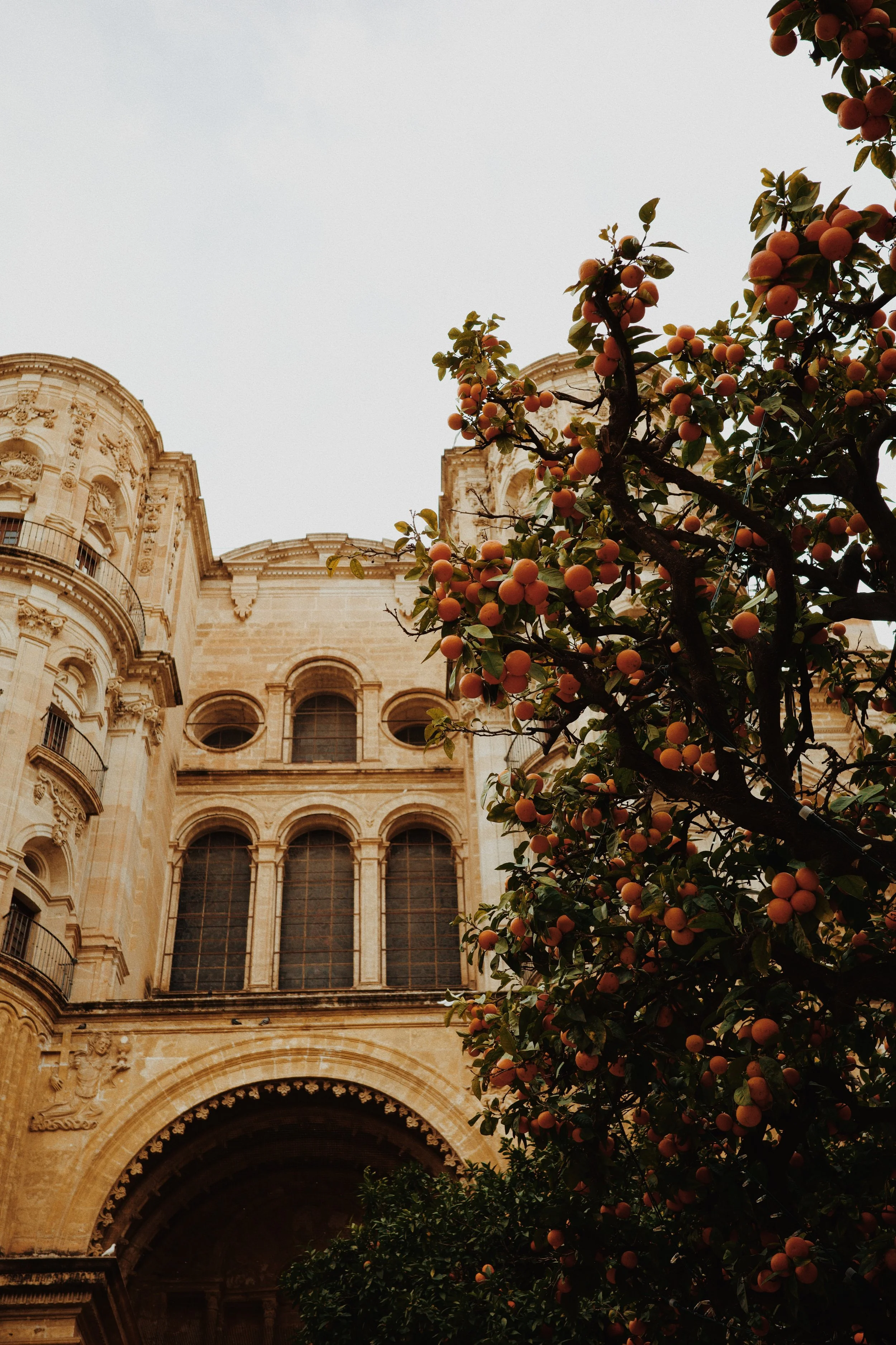 Arbre fruitier chargé de fruits oranges devant une vieille façade de bâtiment en pierre, avec un grand arc d'entrée en bas.