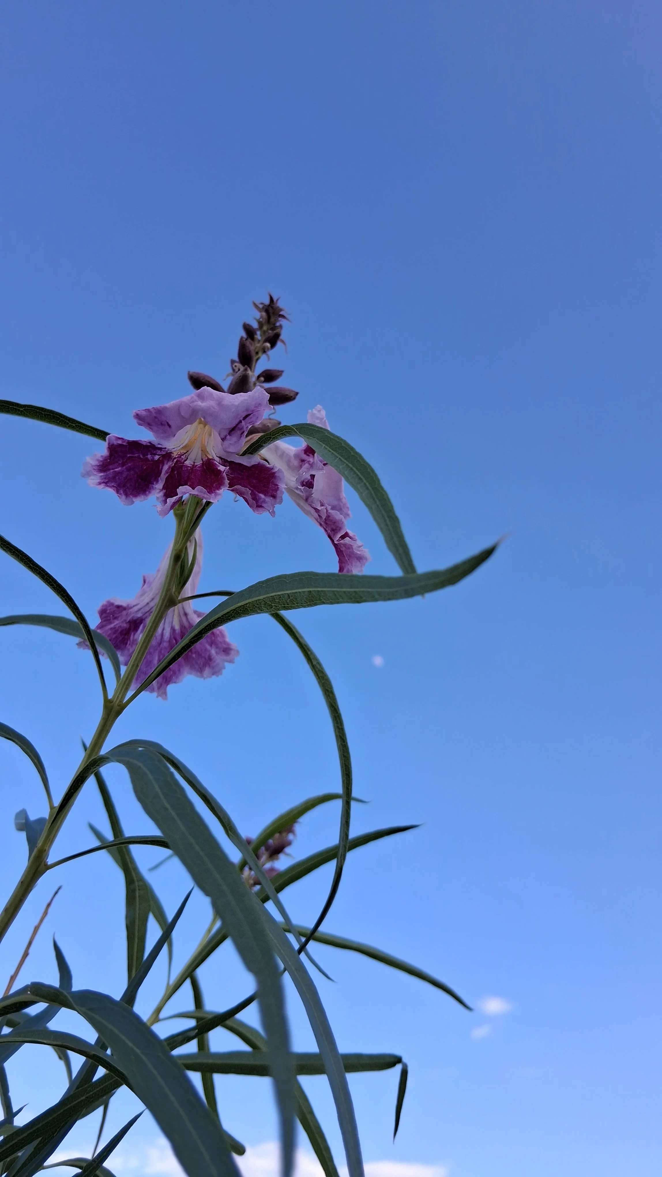 The medicine of Desert Willow
