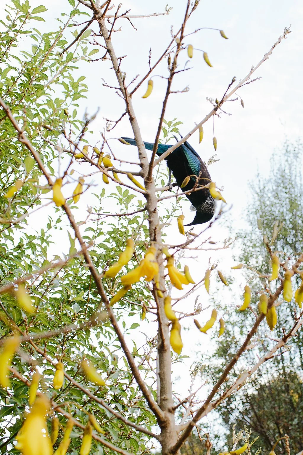 Tui in kowahi.jpg