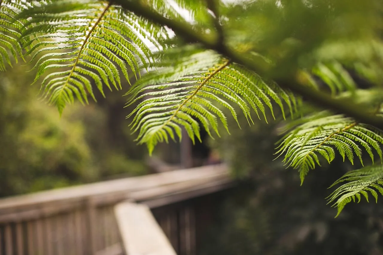 Ferns Emma Pic.jpg