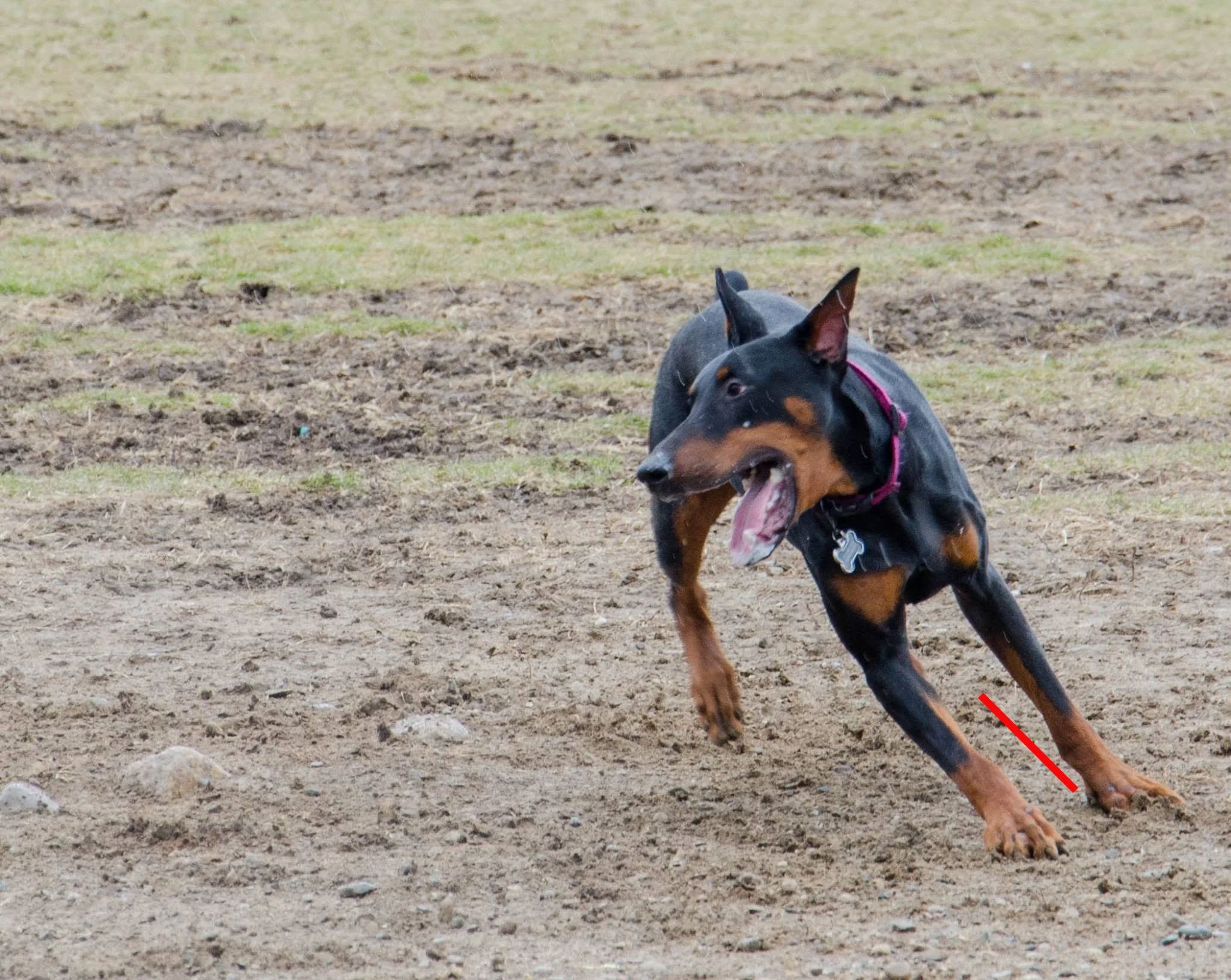 Functionality in Dew Claws