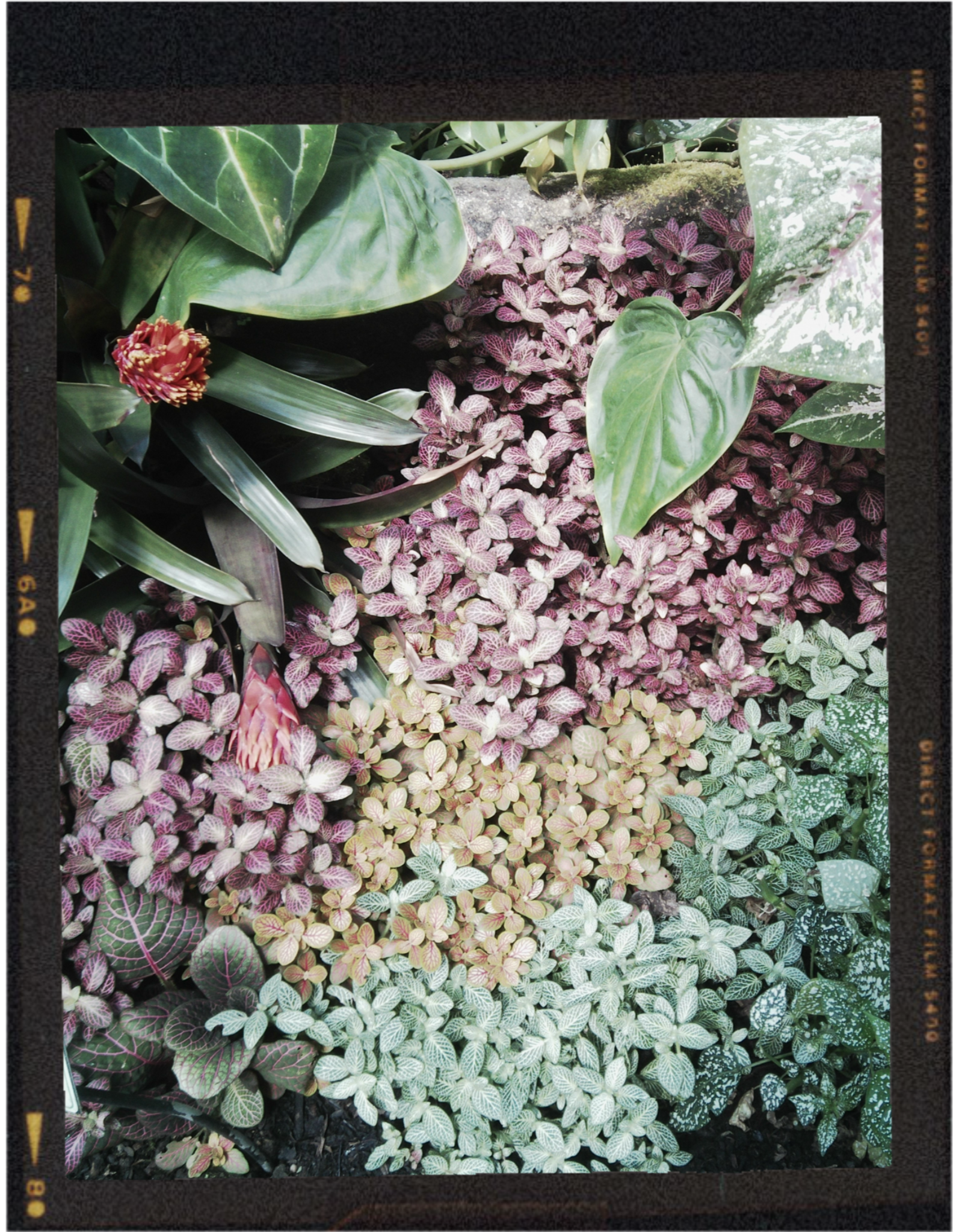 Close-up of various colorful plants and flowers with green, purple, and white variegated leaves.
