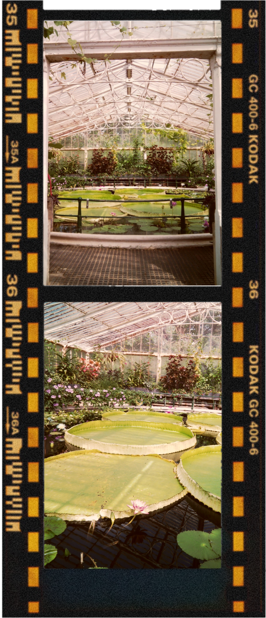 Photograph of a greenhouse interior with water lilies and various plants, viewed through a film strip frame.