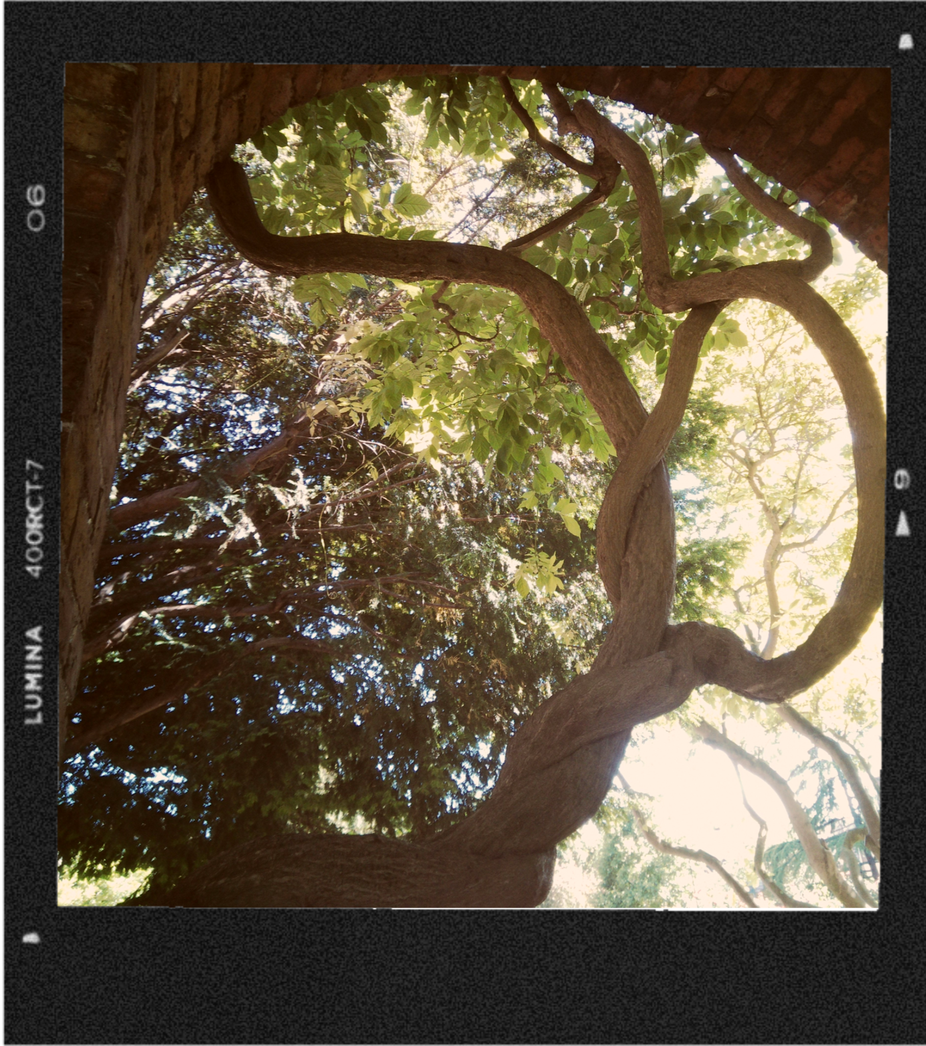Looking up at a tree with thick branches and green leaves, sunlight filtering through.