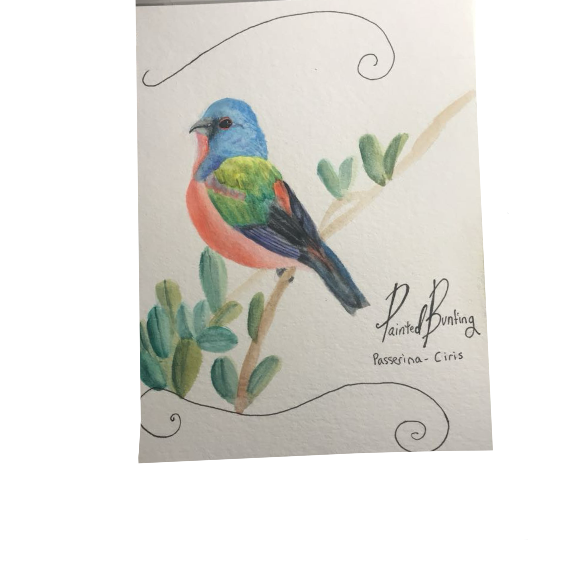Colorful watercolor painting of a bird perched on a branch with leaves, with written text beneath