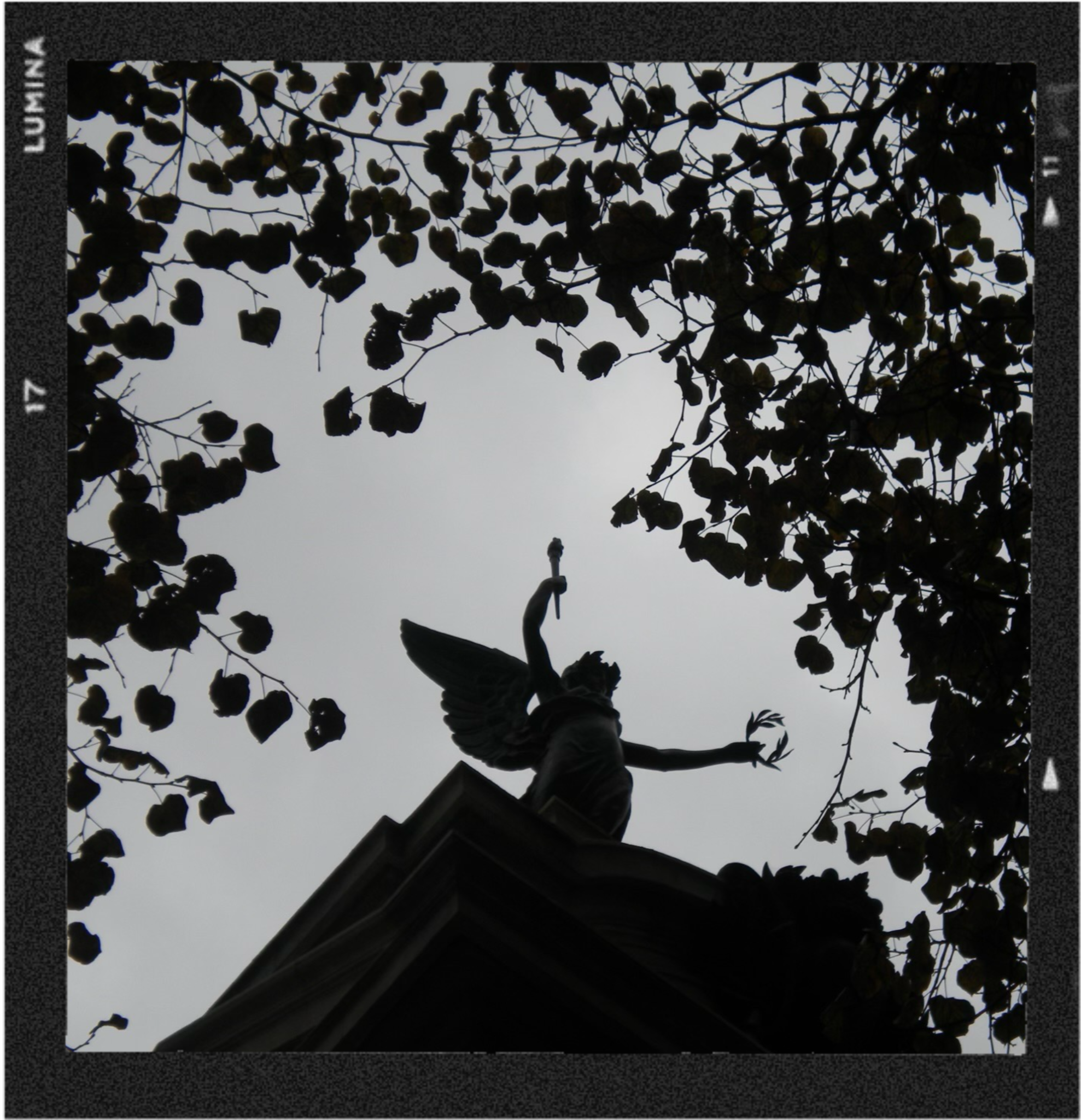 Silhouette of a streetlamp and tree branches with leaves against a cloudy sky.