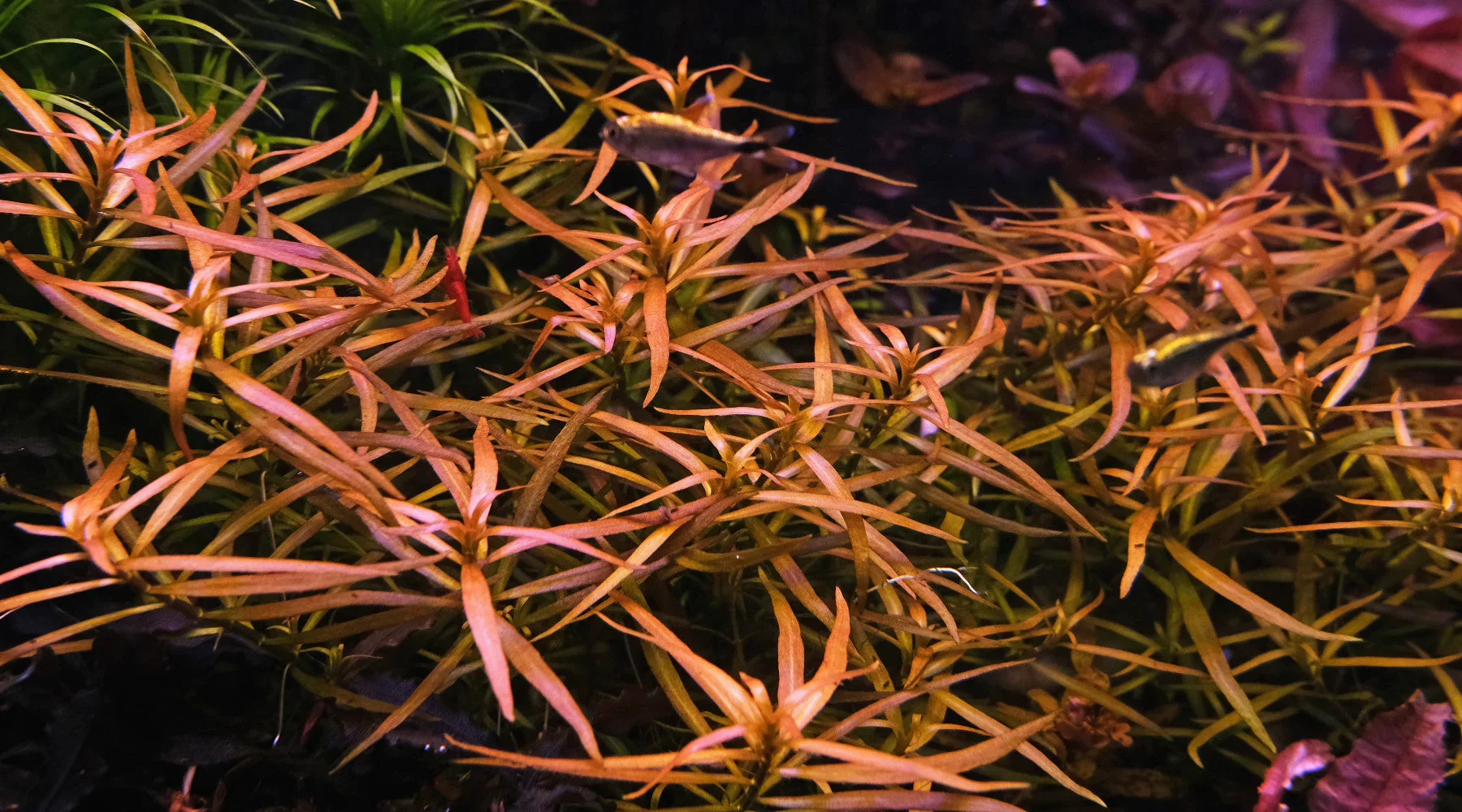 Ludwigia Arcuata