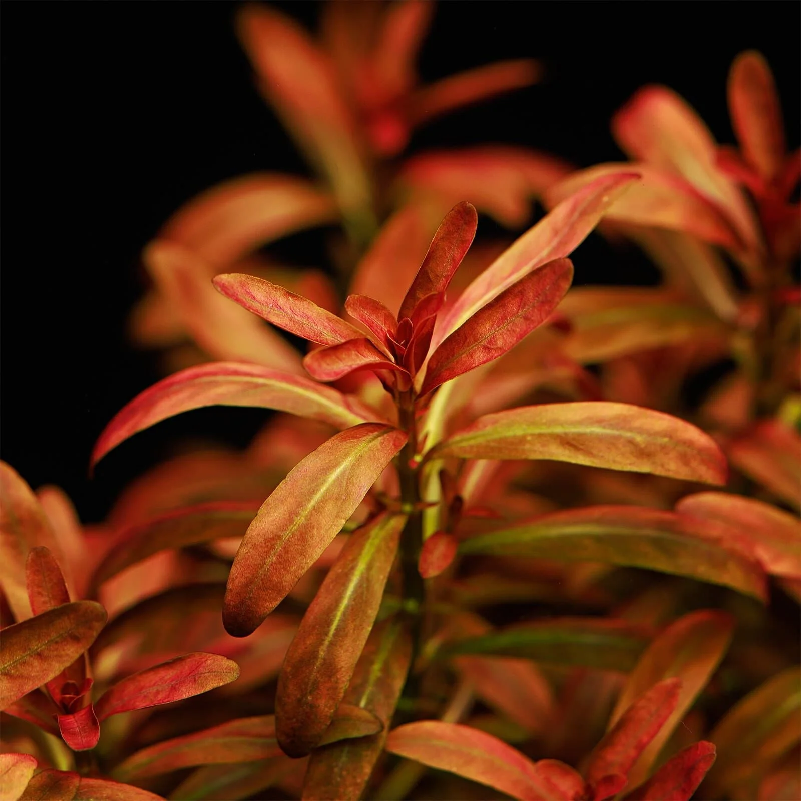 Rotala Florida Sunset