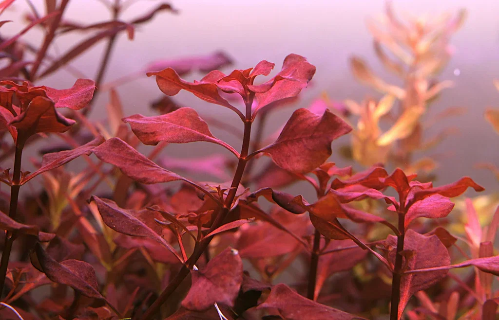 Ludwigia Natans Super Red