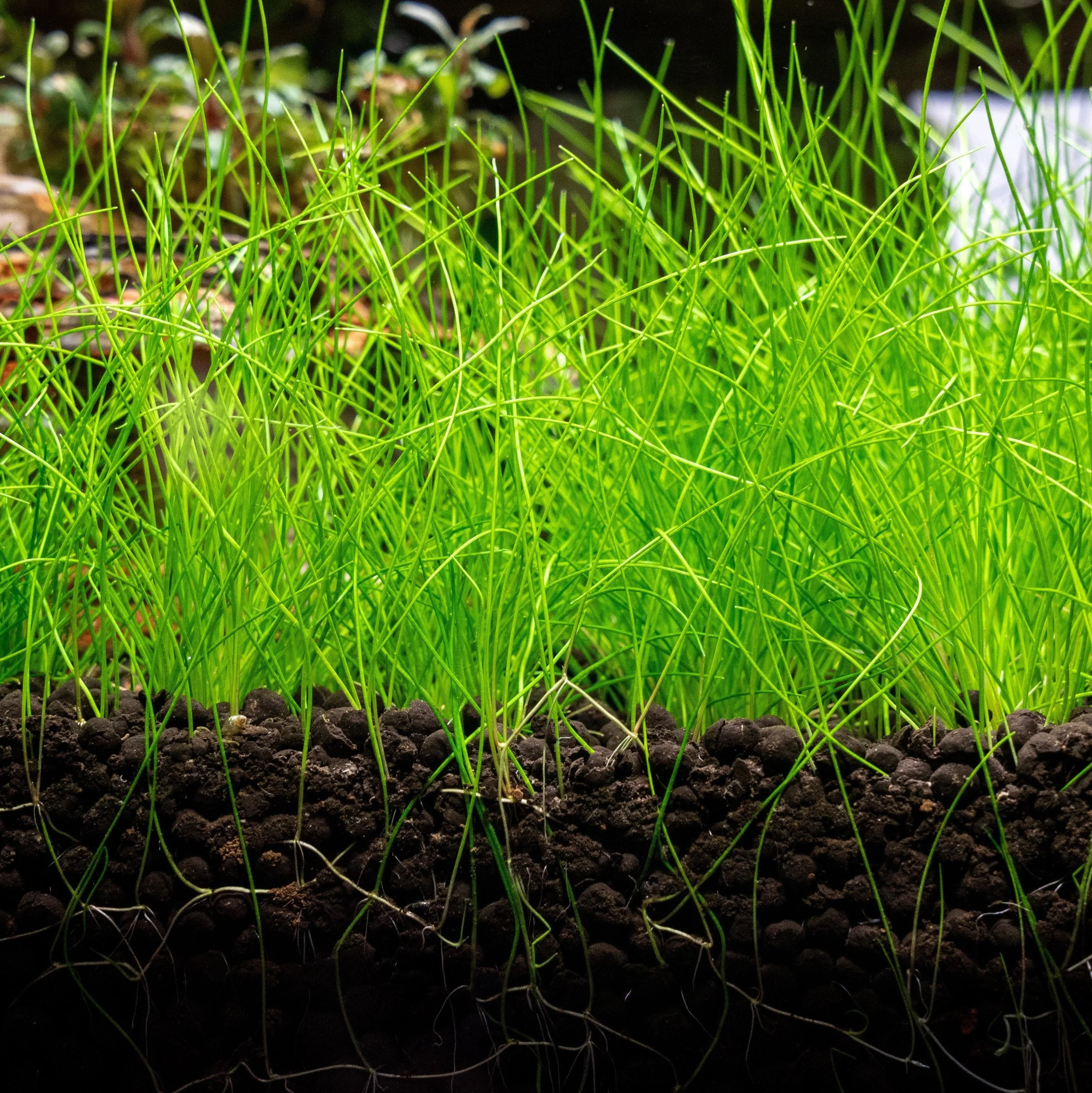 Eleocharis Belem (dwarf hair grass)