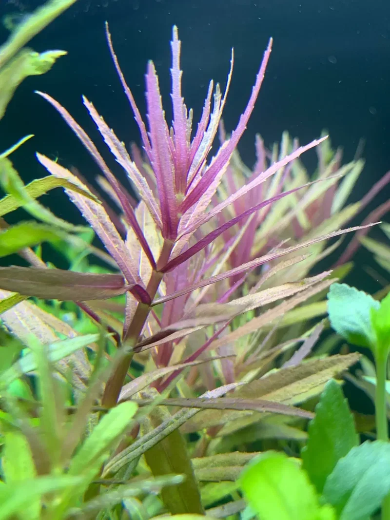 Limnophila Hippuridoides