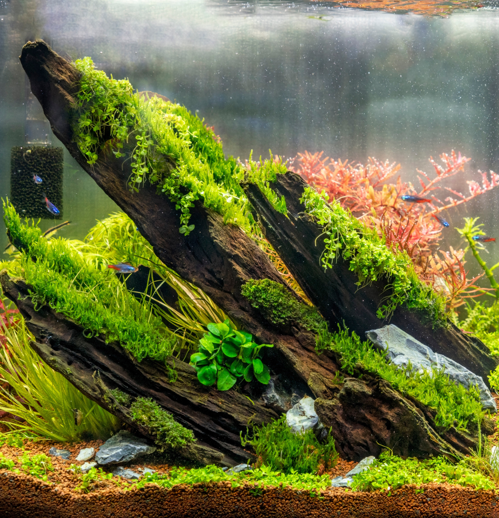 Aquascaping Services